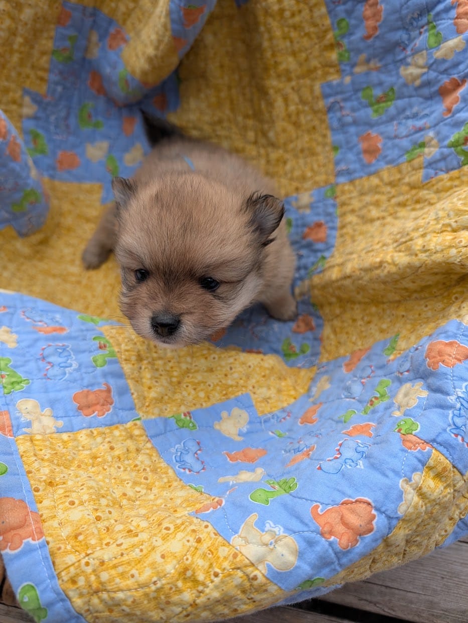 Male-Blue Ribbon – Pomeranian puppy for sale in Rhinelander, WI