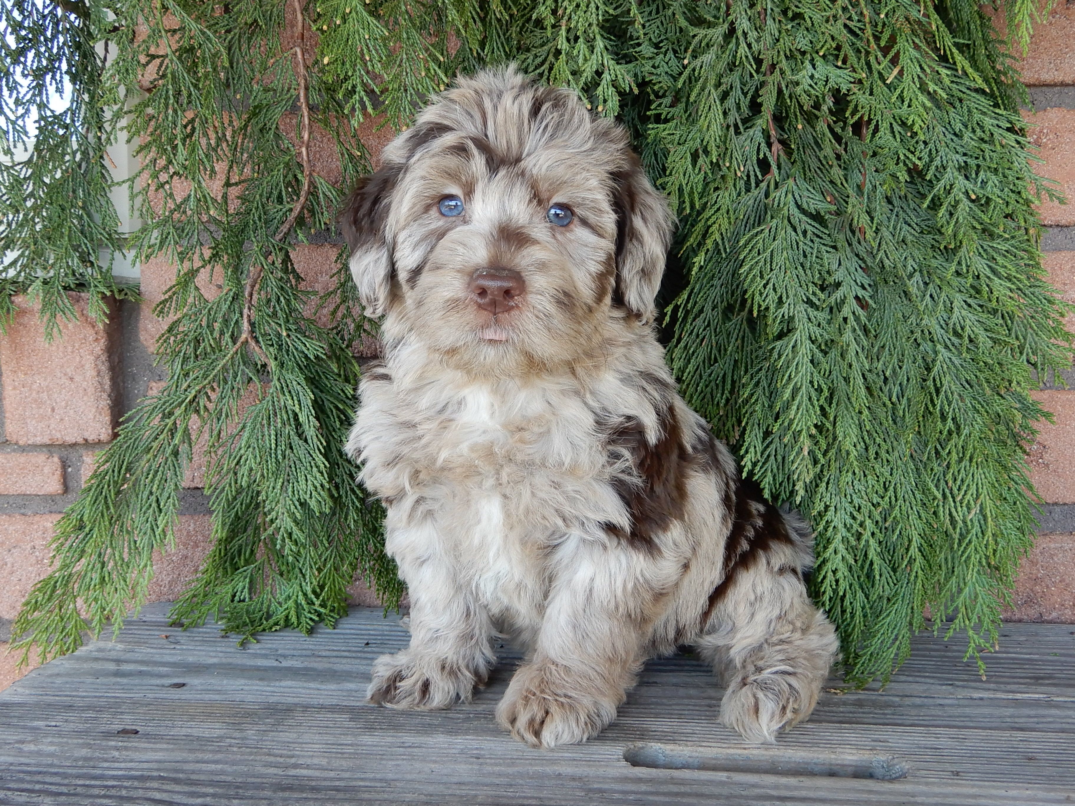 Marshall – Labradoodle puppy for sale in Millersburg, OH