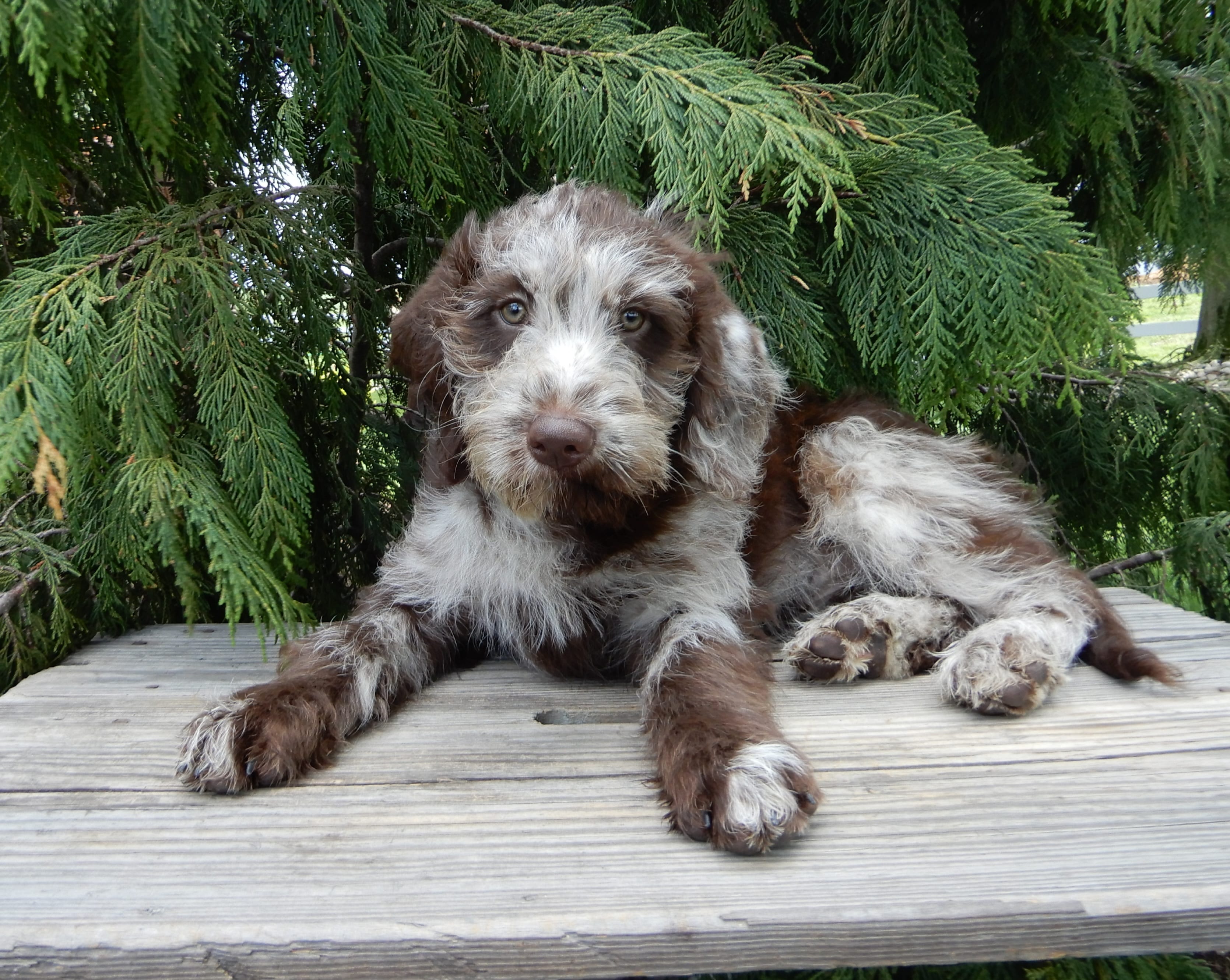 Sweetie – Labradoodle puppy for sale in Millersburg, OH