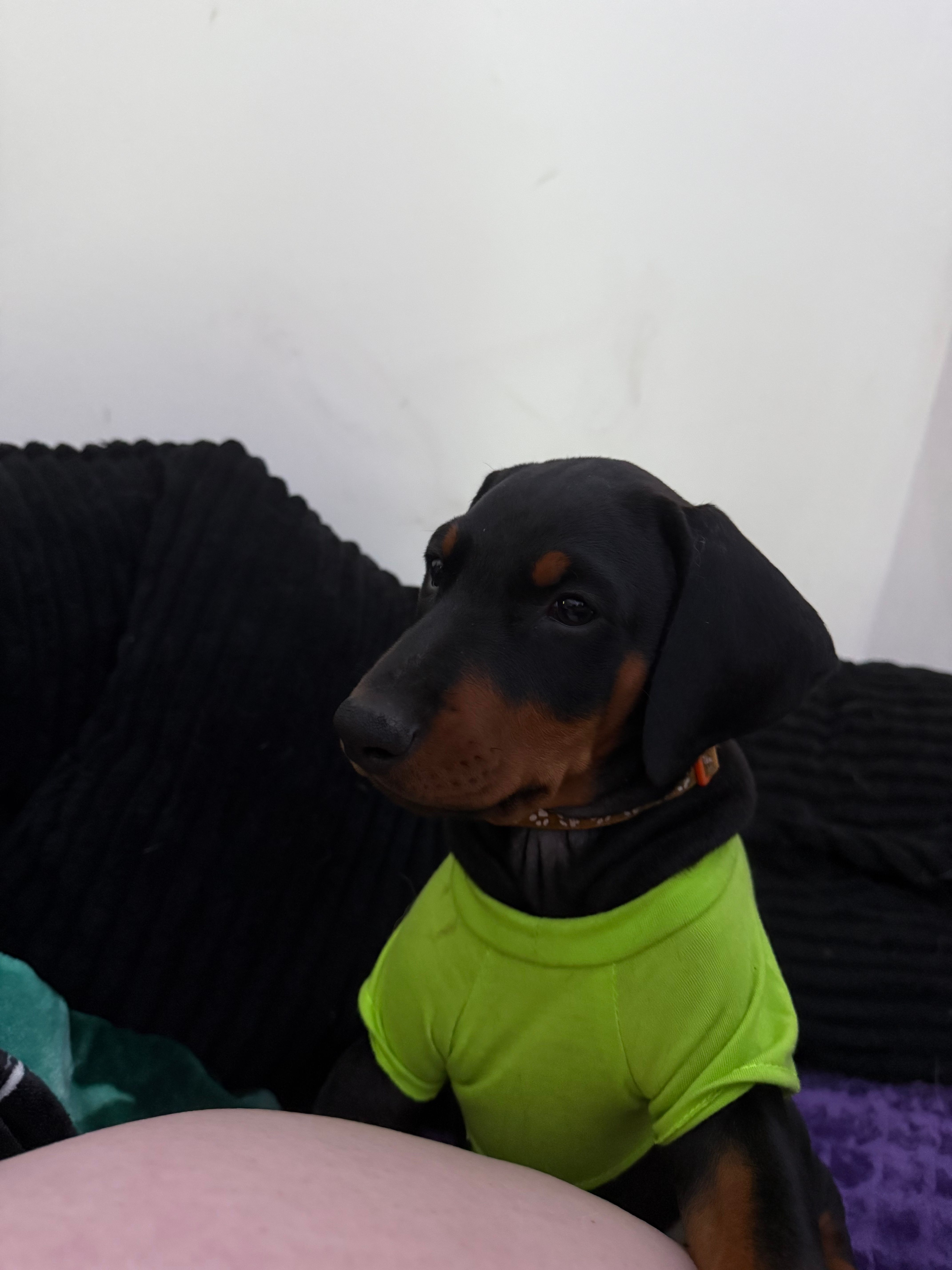 Valka AKC – Doberman Pinscher puppy for sale in Wilmington, NC