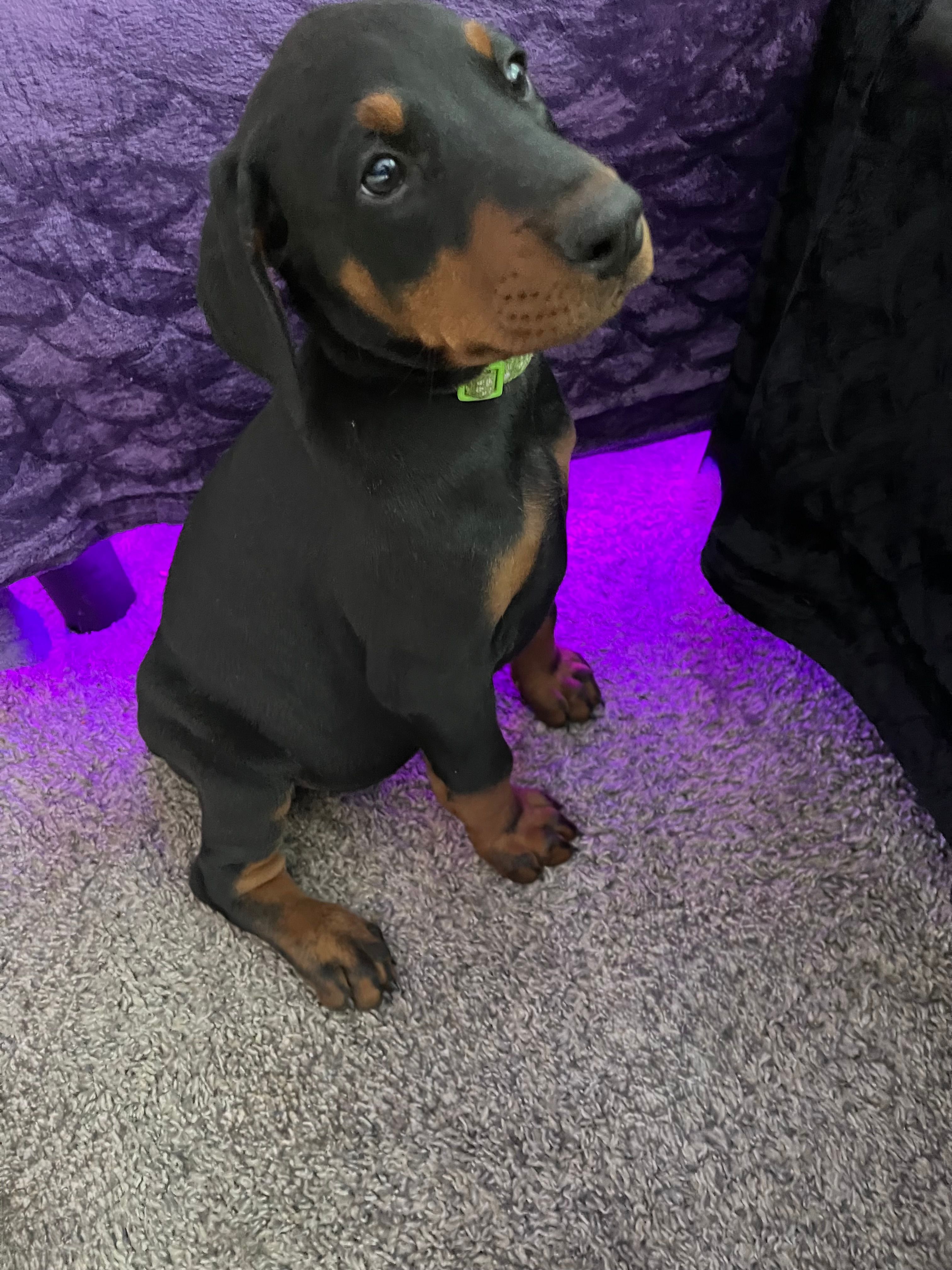 Astrid AKC – Doberman Pinscher puppy for sale in Wilmington, NC