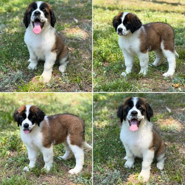 Raven - K9 Jewels – Saint Bernard puppy for sale in Roxboro, NC