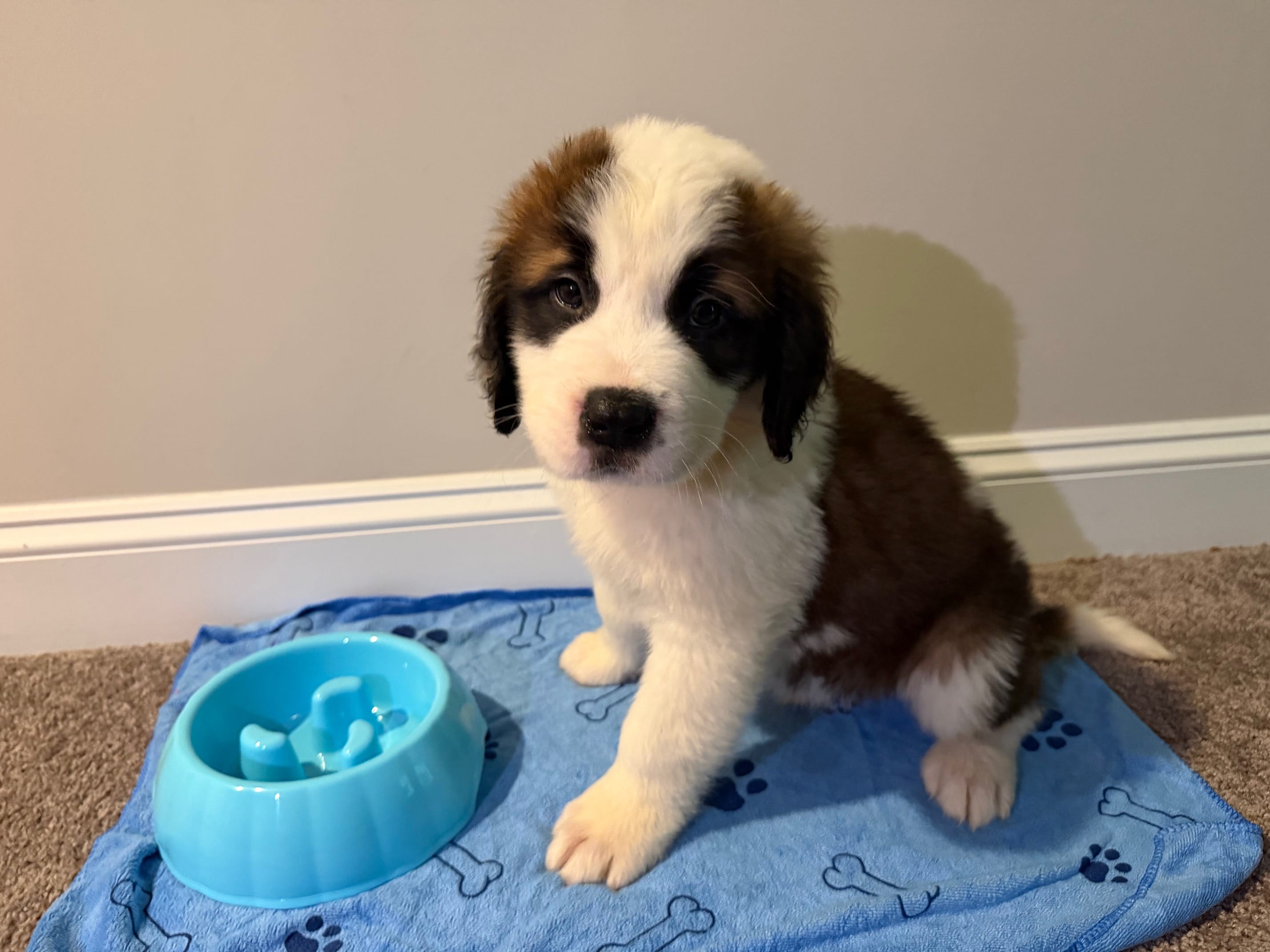Puppy 9 - K9 Jewels – Saint Bernard puppy for sale in Roxboro, NC