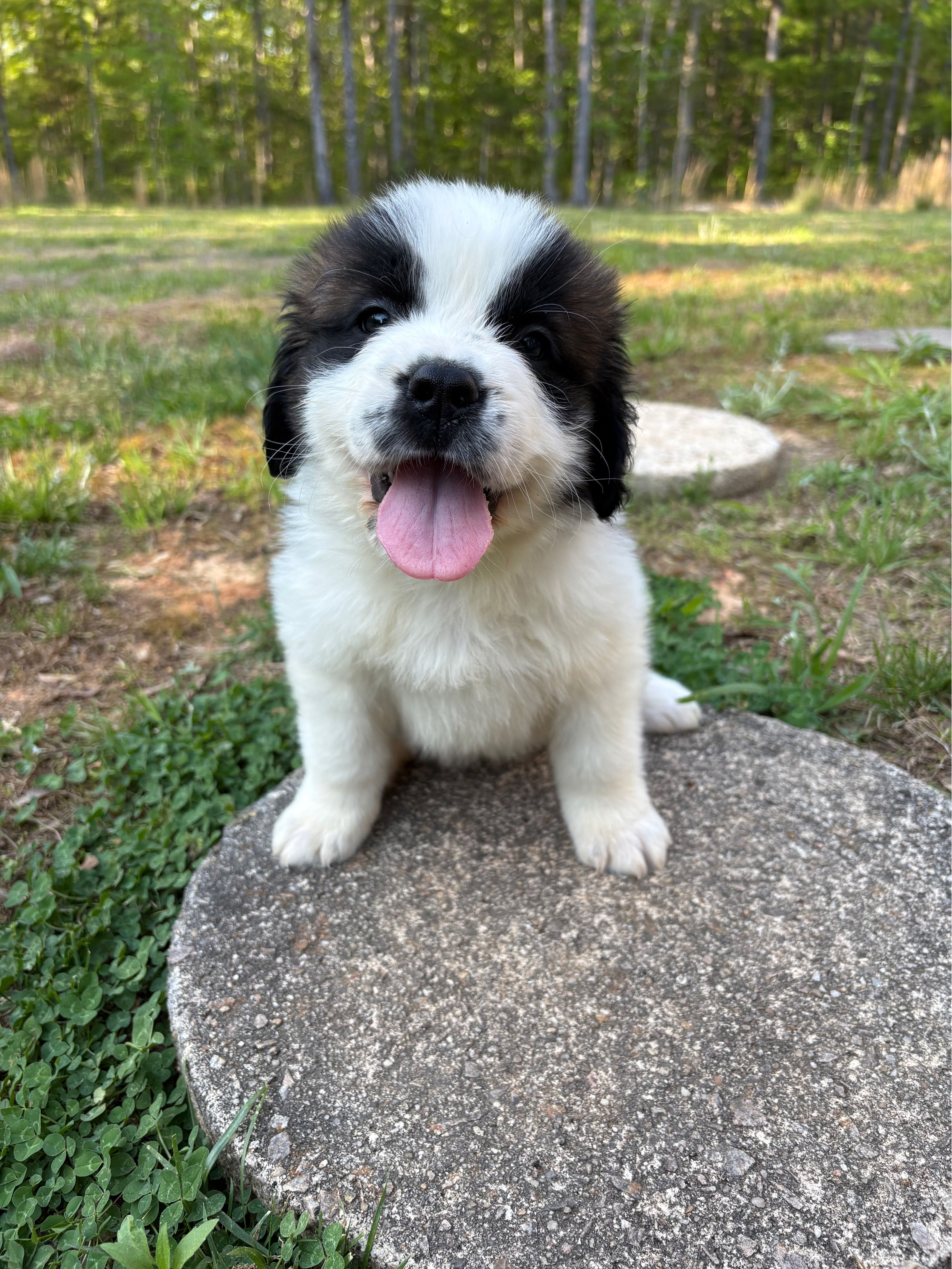 Puppy 2 - K9 Jewels – Saint Bernard puppy for sale in Roxboro, NC