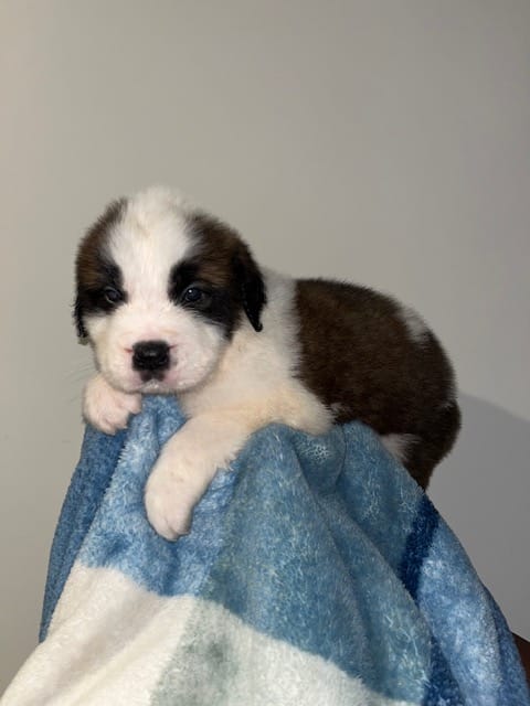 Puppy 9 - K9 Jewels – Saint Bernard puppy for sale in Roxboro, NC