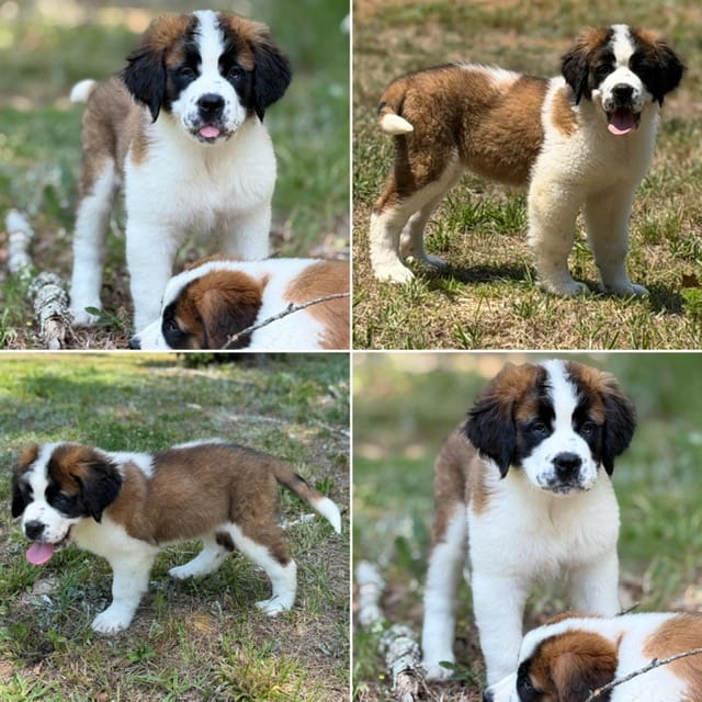 Valley - K9 Jewels – Saint Bernard puppy for sale in Roxboro, NC