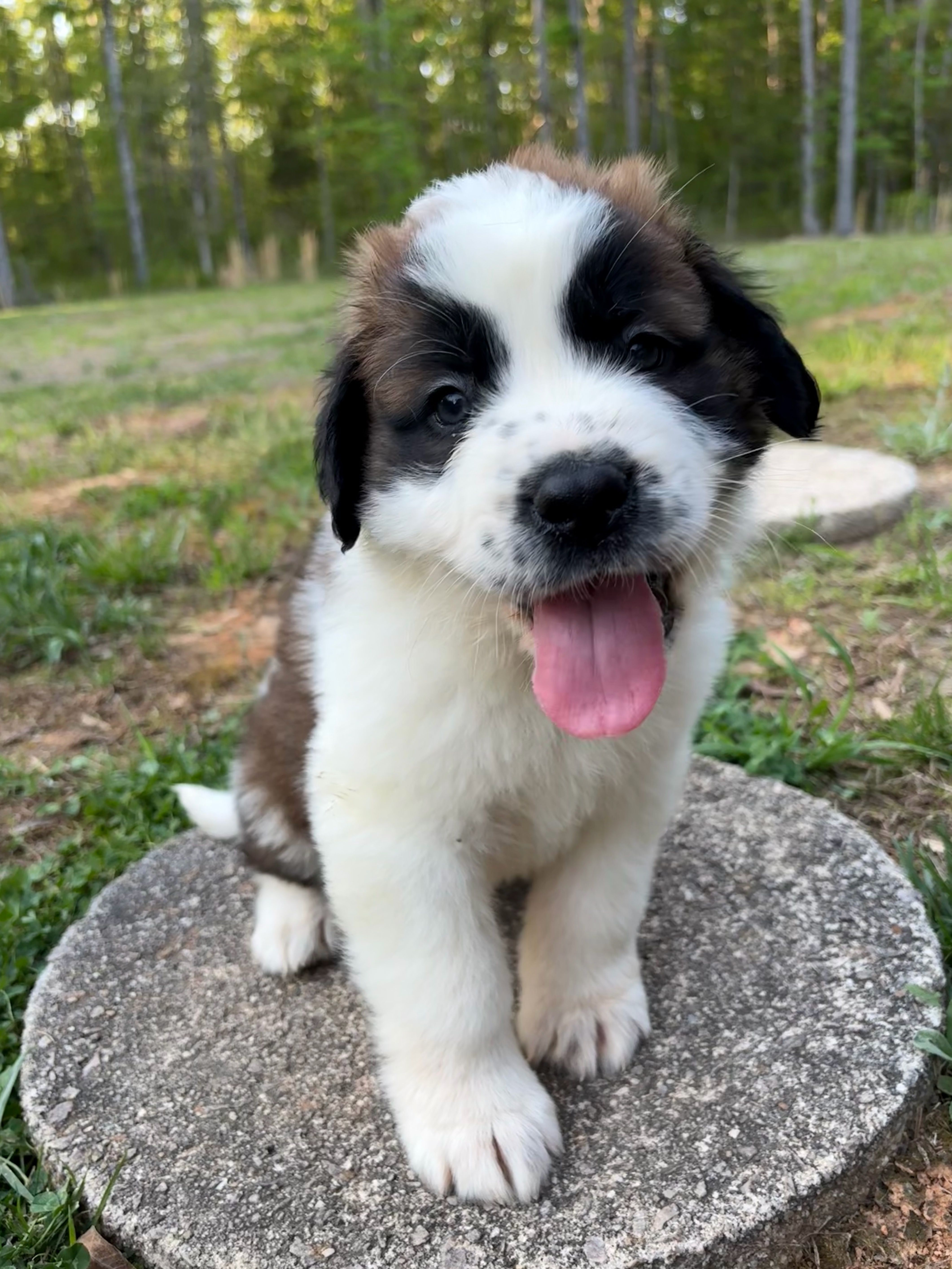 Puppy 7 - K9 Jewels – Saint Bernard puppy for sale in Roxboro, NC