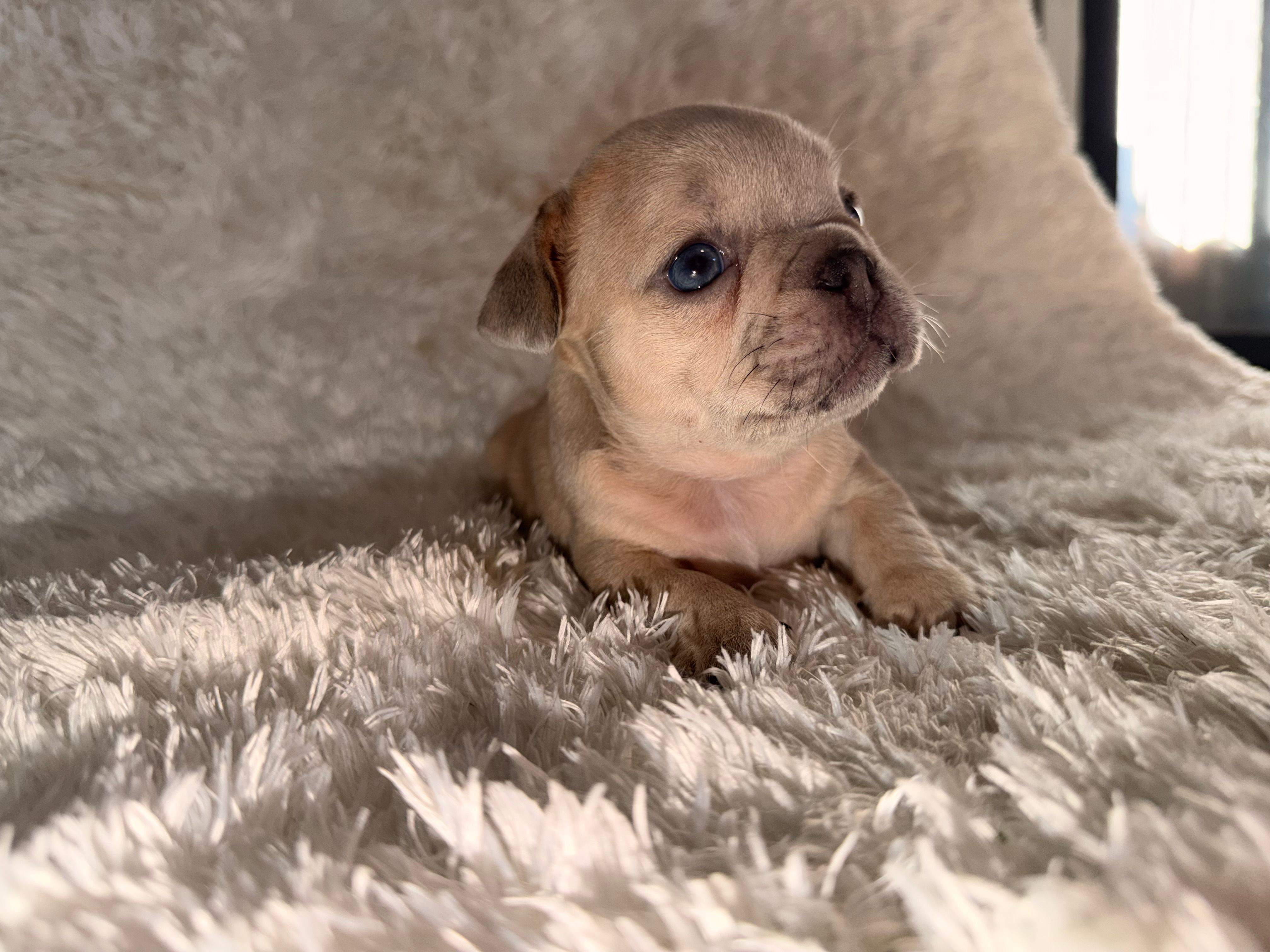 Jay – French Bulldog puppy for sale in Tampa, FL