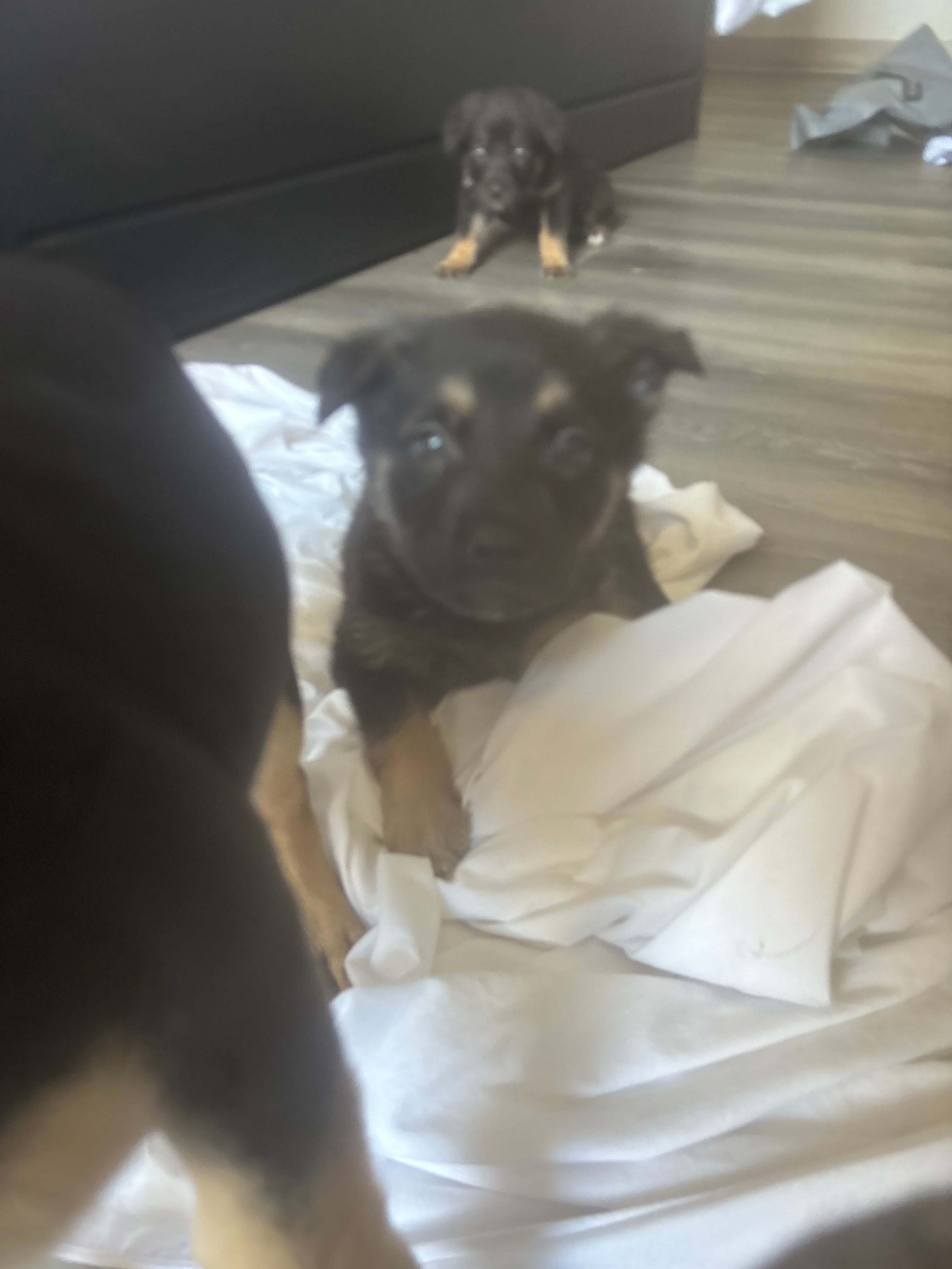 simon – German Shepherd Dog puppy for sale in South Berwick, ME