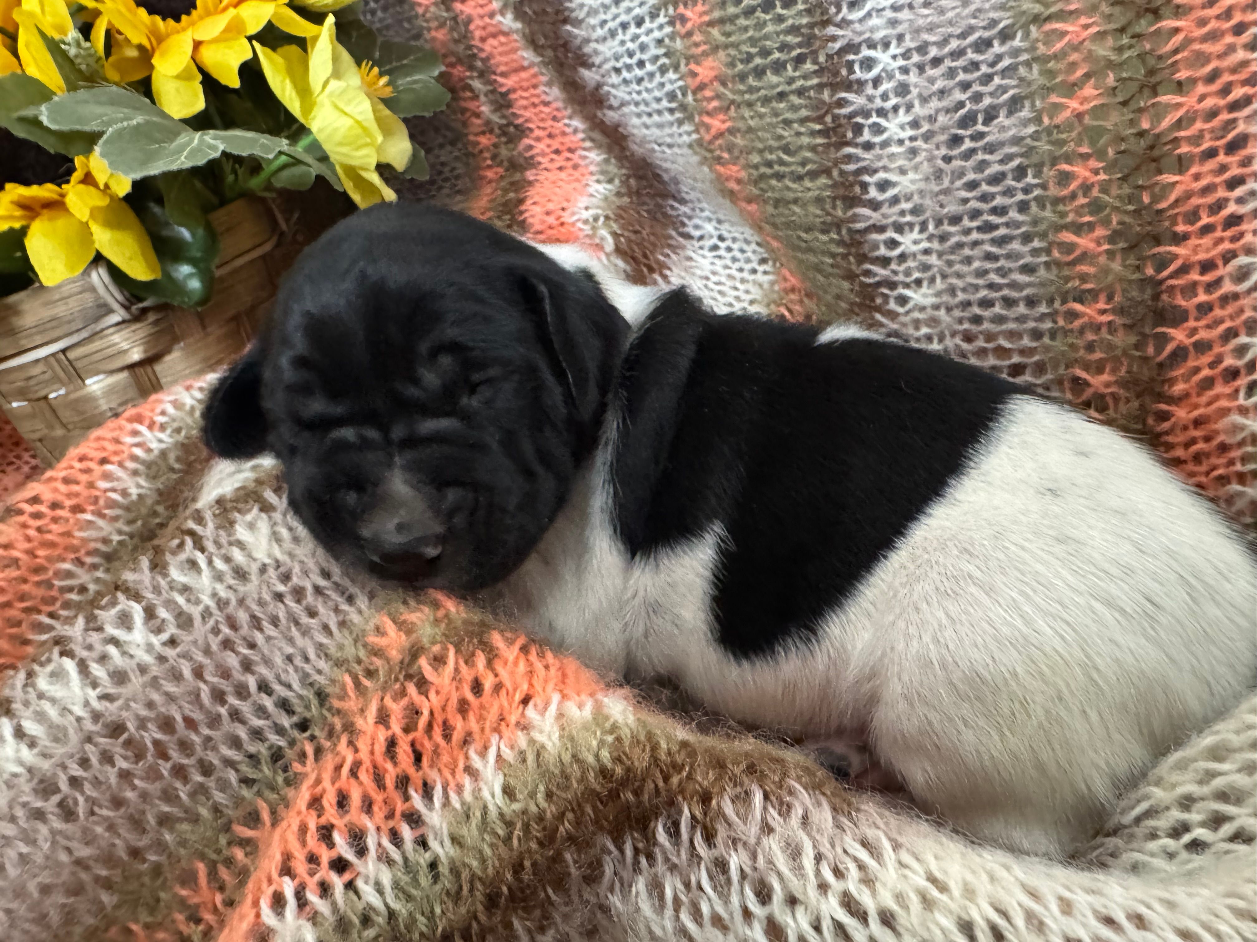 Bonnie – German Shorthaired Pointer puppy for sale in Courtland, VA