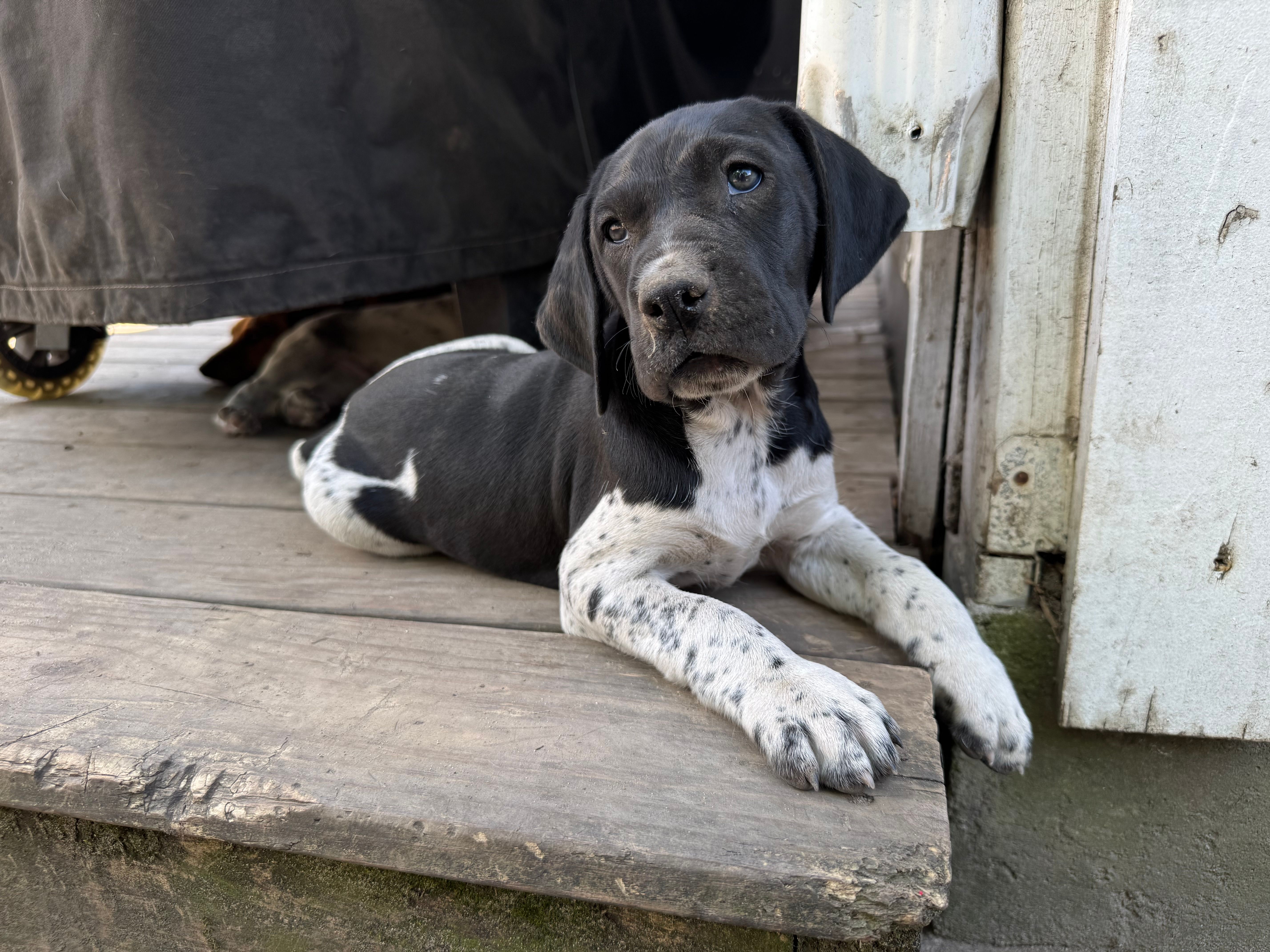 Bonnie – German Shorthaired Pointer puppy for sale in Courtland, VA
