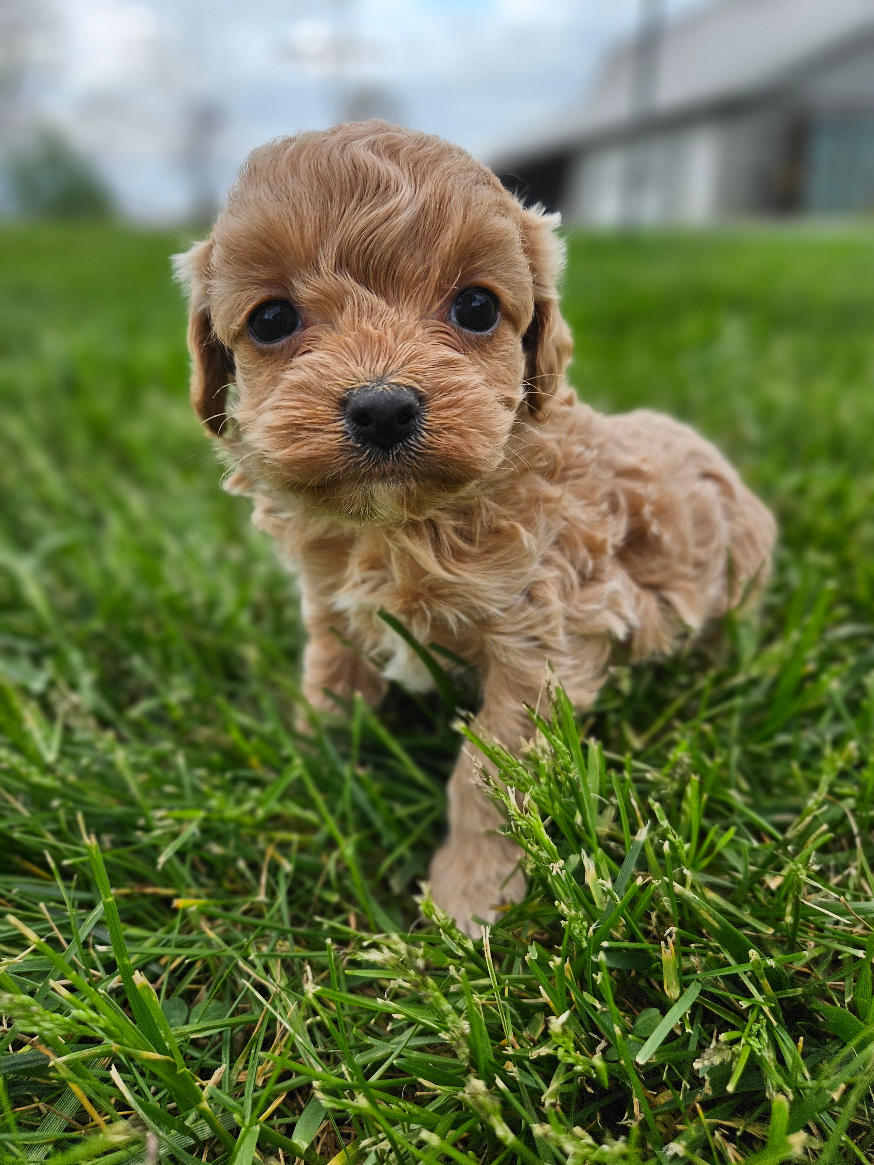 Dolly – Cavapoo puppy for sale in Crab Orchard, KY