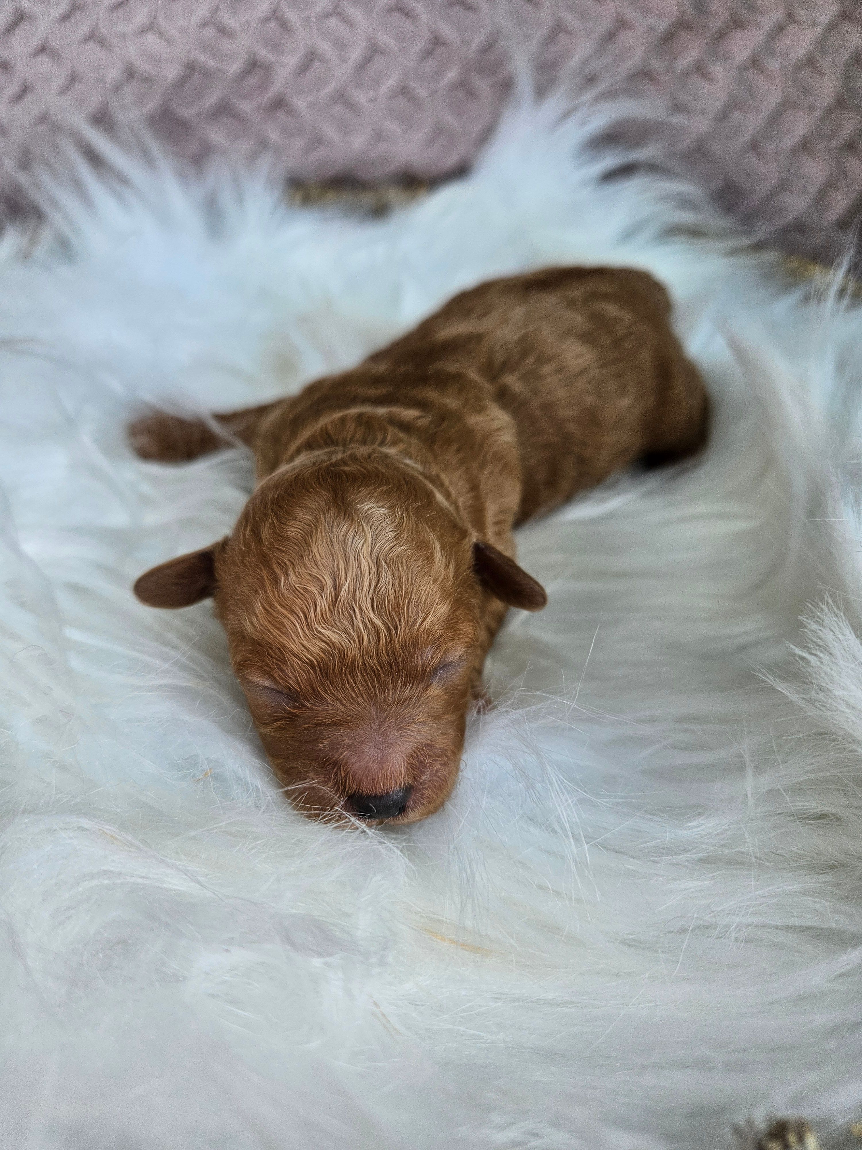Rusty – Bichpoo puppy for sale in Crab Orchard, KY