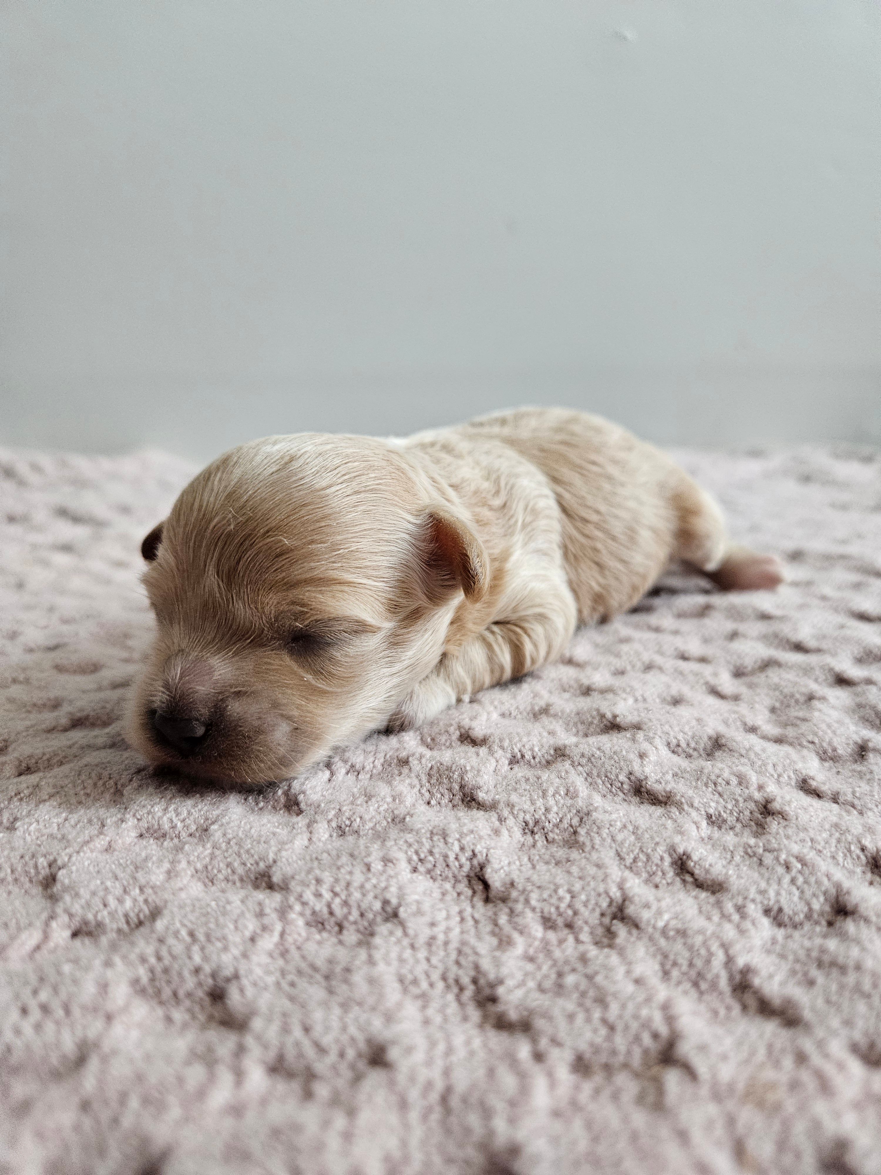 Dolly – Cavapoo puppy for sale in Crab Orchard, KY
