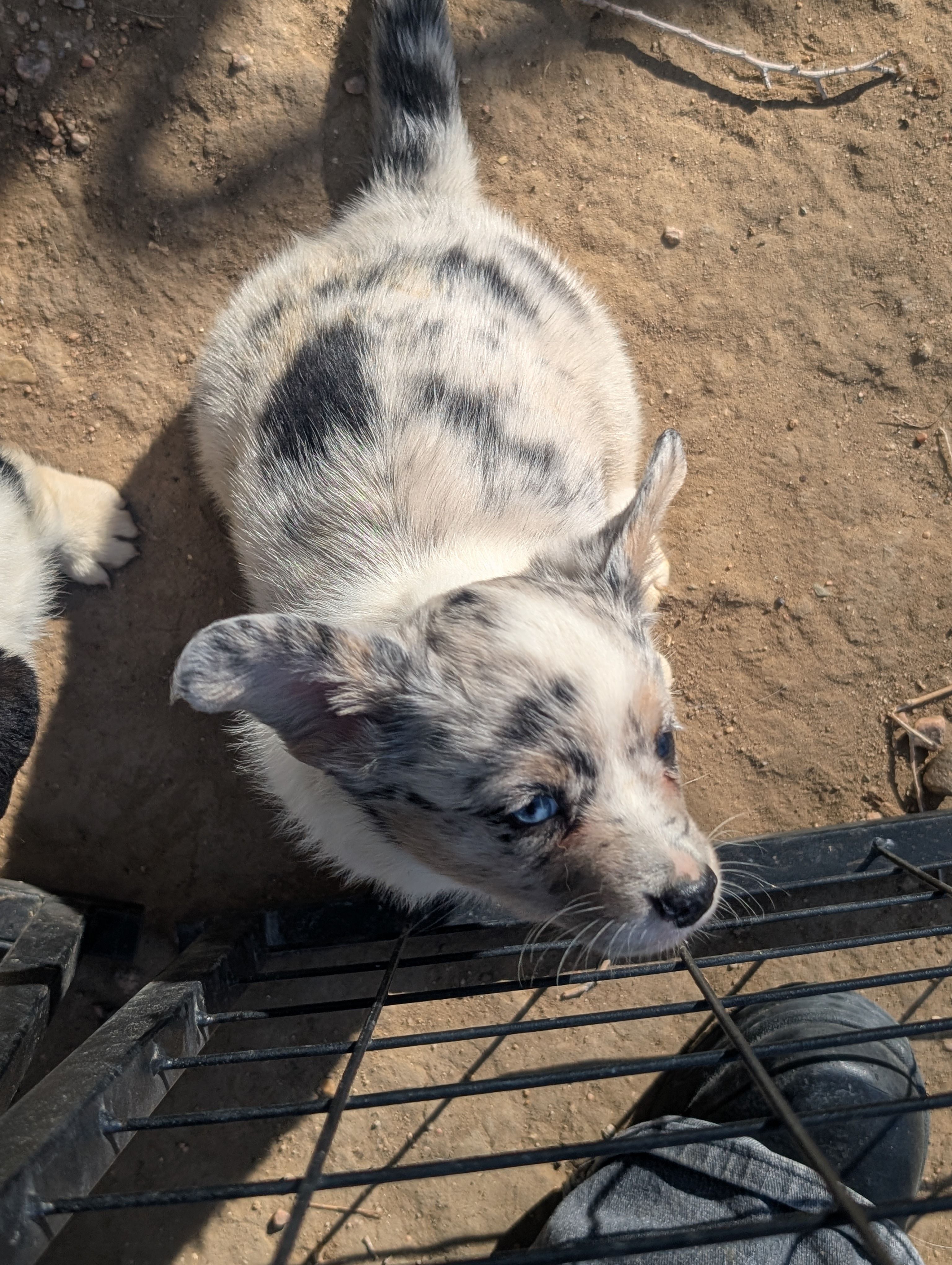 Beau – Cardigan Welsh Corgi puppy for sale in Greeley, CO