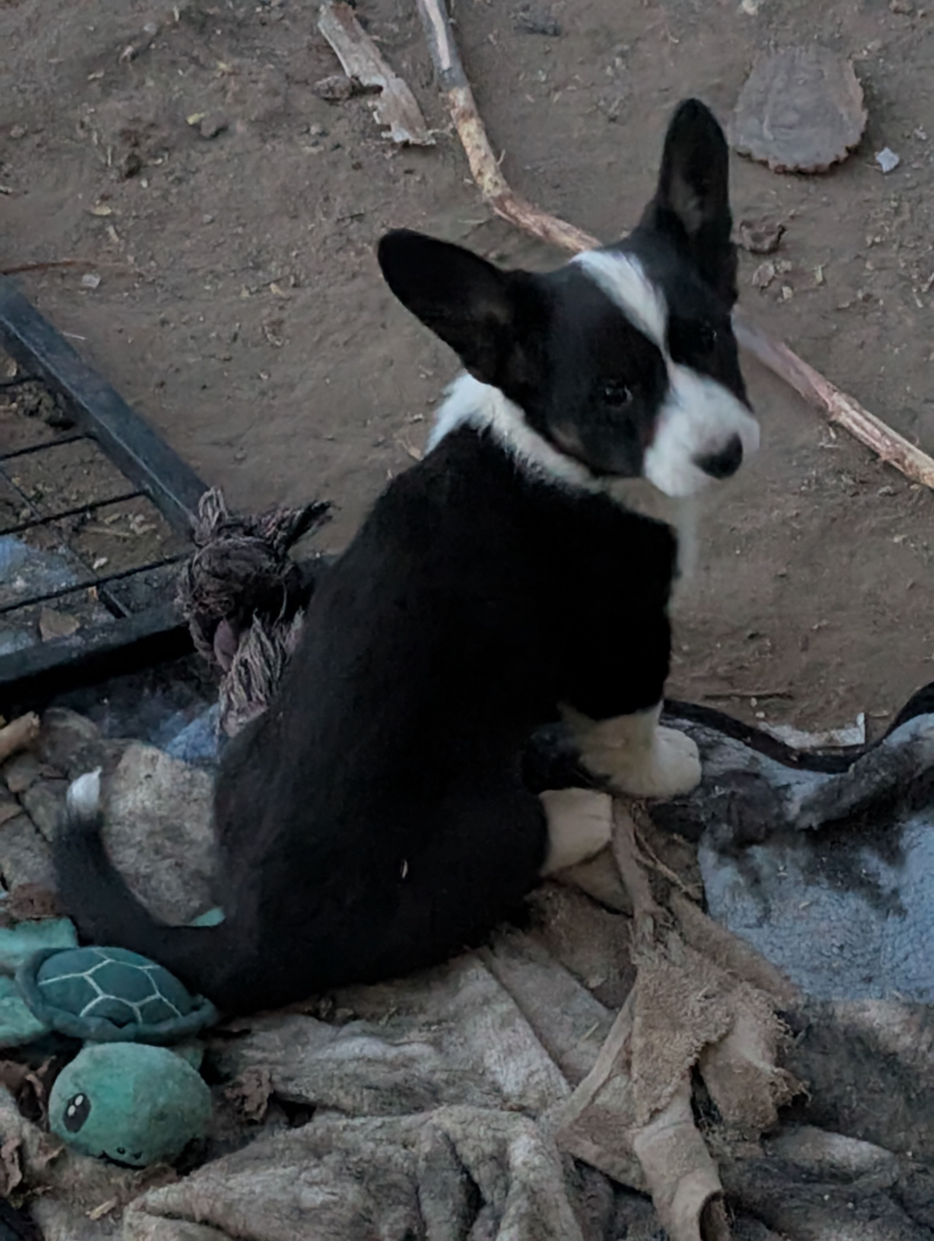 Jazzy – Cardigan Welsh Corgi puppy for sale in Greeley, CO