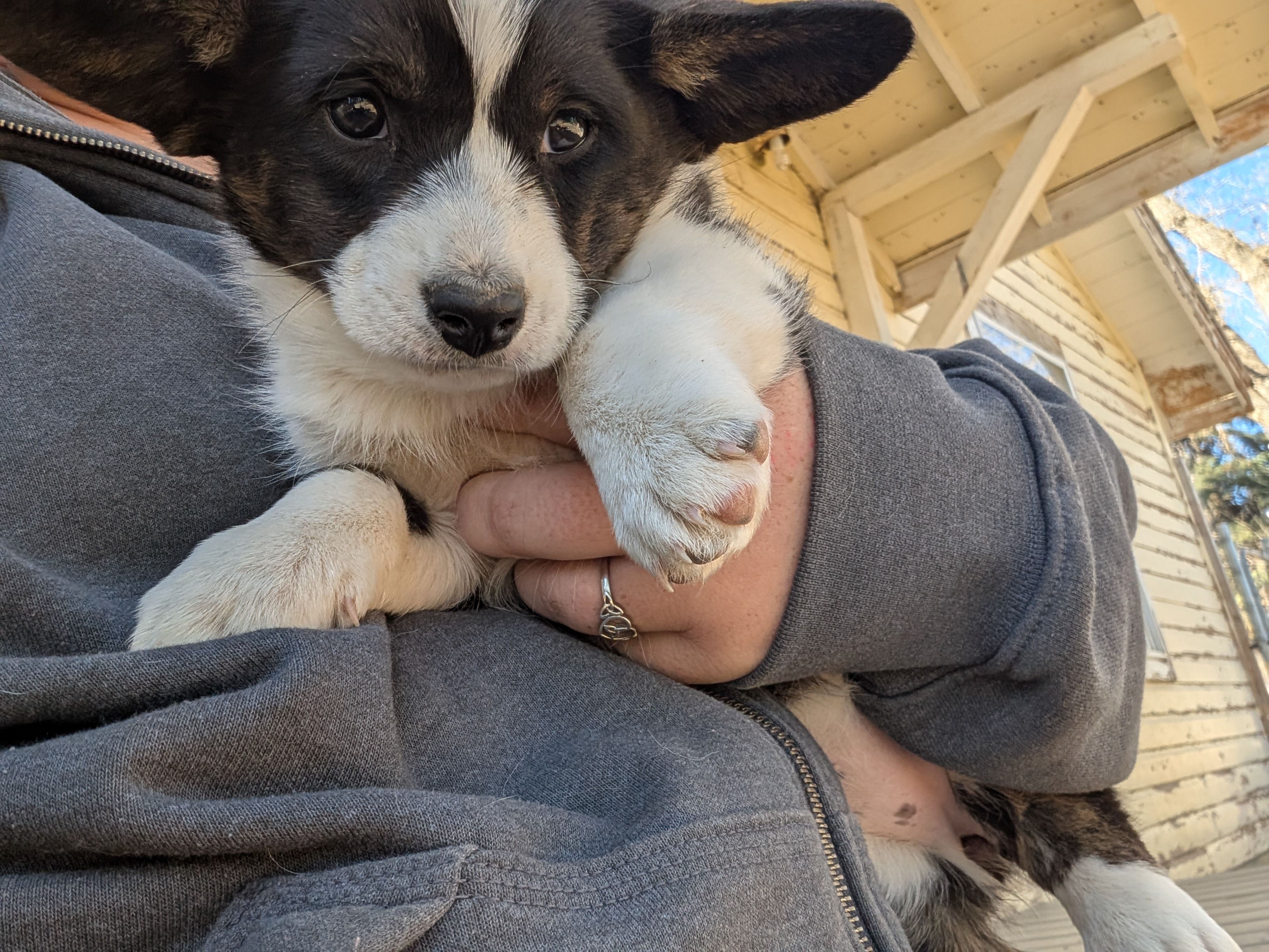 Jazzy – Cardigan Welsh Corgi puppy for sale in Greeley, CO