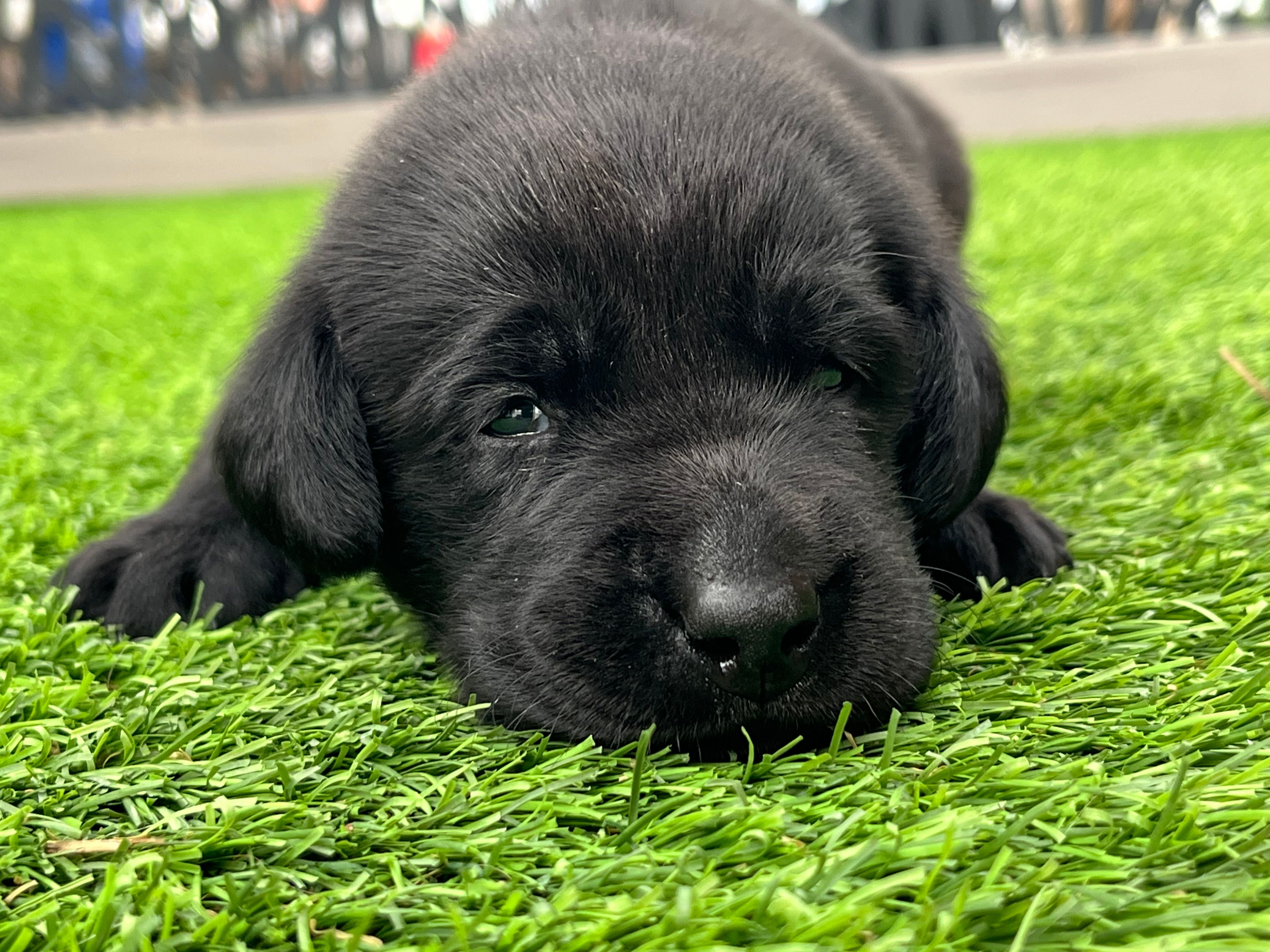 Mung Male – Labrador Retriever puppy for sale in Mulberry, FL