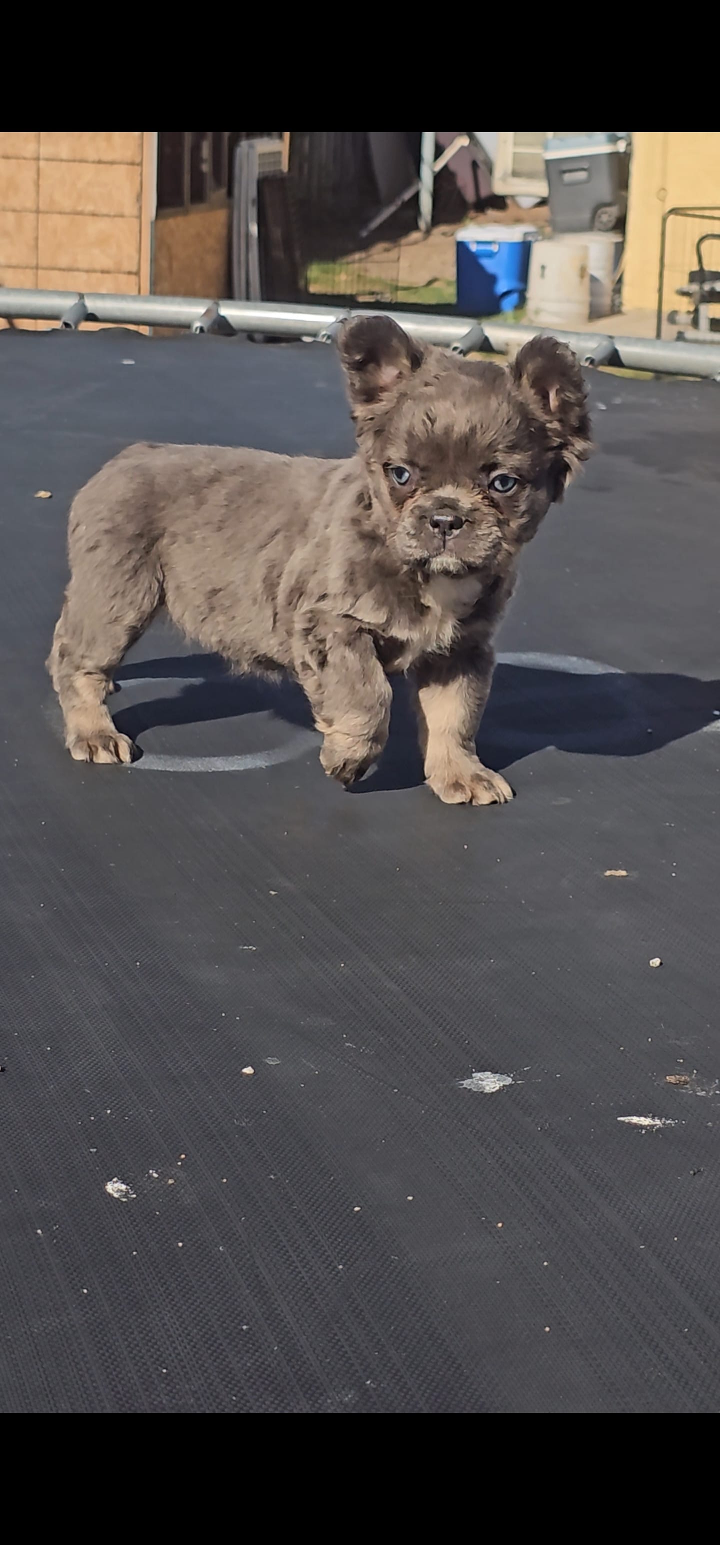 Pinky – French Bulldog puppy for sale in San Bernardino, CA