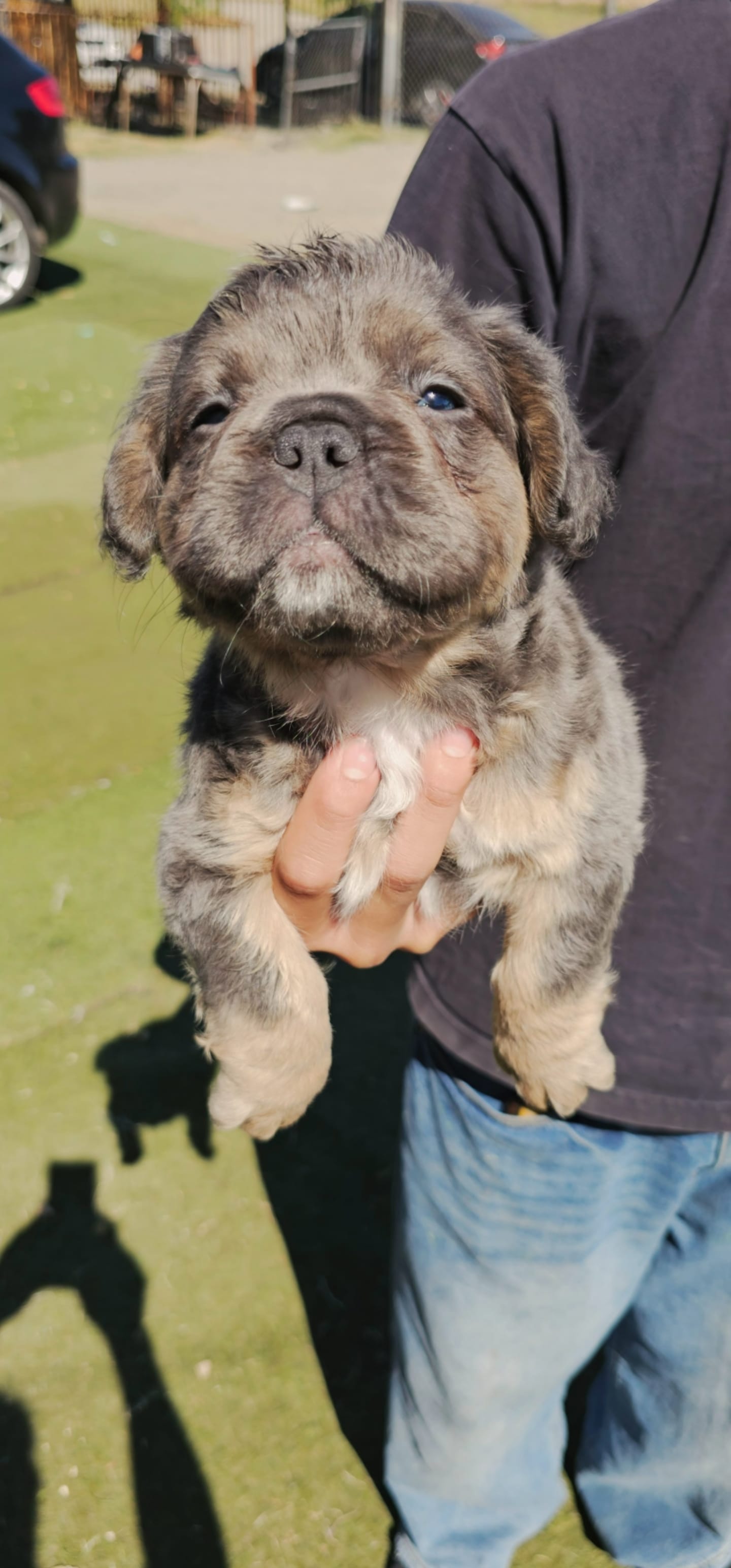 Oso – French Bulldog puppy for sale in San Bernardino, CA