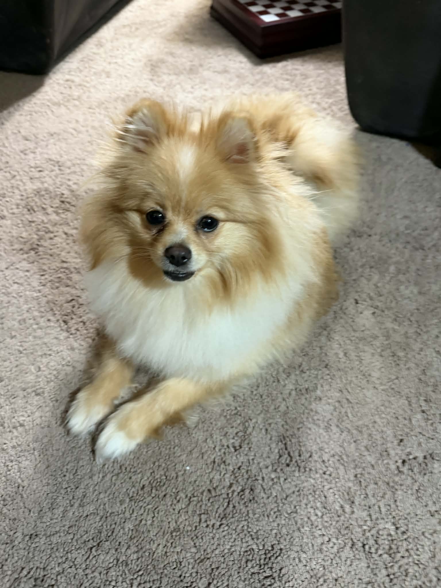 Kafe – Pomeranian puppy for sale in Cass City, MI