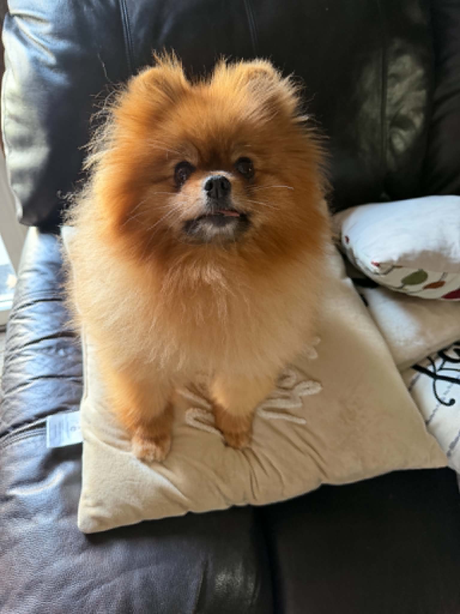 Bridgett – Pomeranian puppy for sale in Cass City, MI