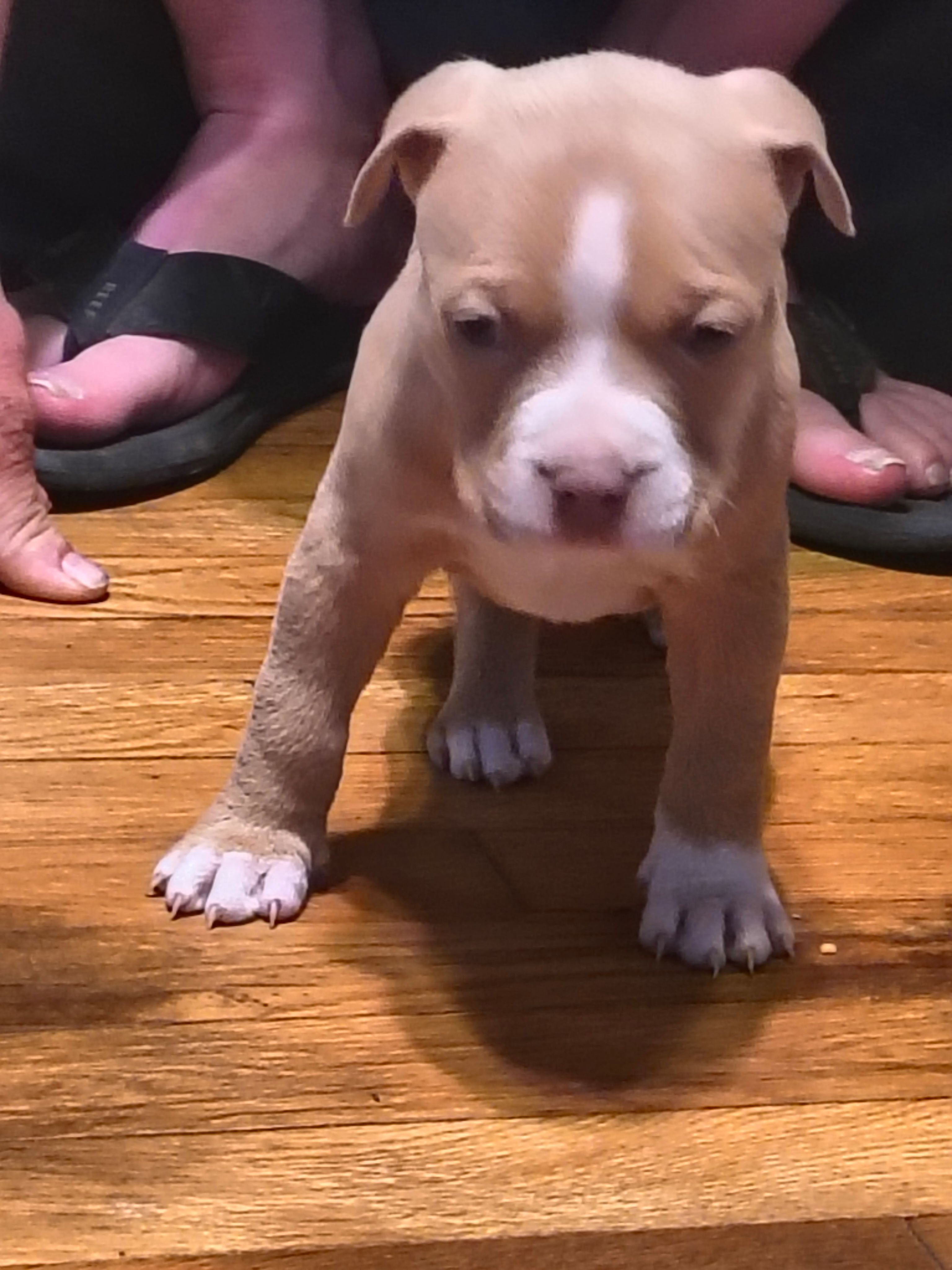 Lilac female – American Bully puppy for sale in Lexington, KY