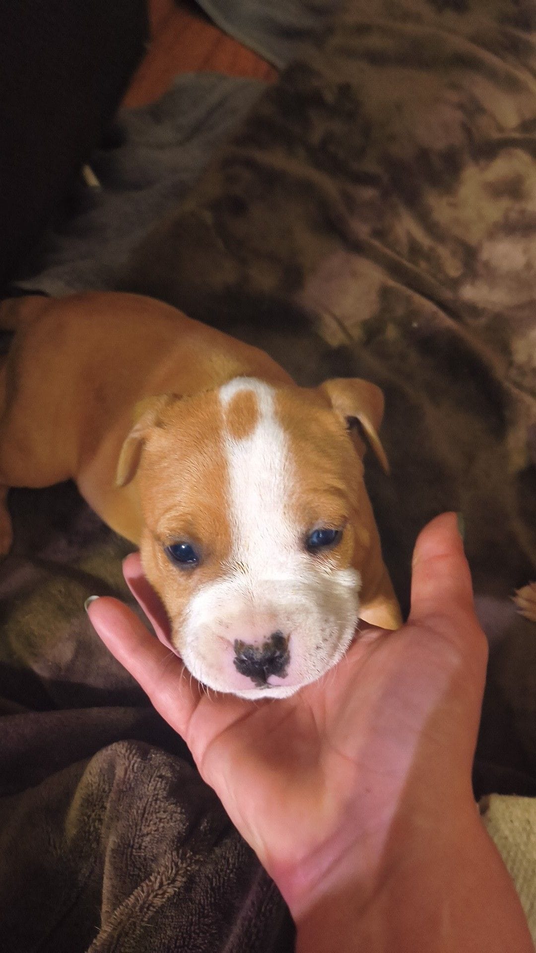 Female – American Bully puppy for sale in Lexington, KY