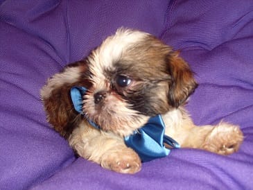 BUSTER – Shih Tzu puppy for sale in Jackson, MS