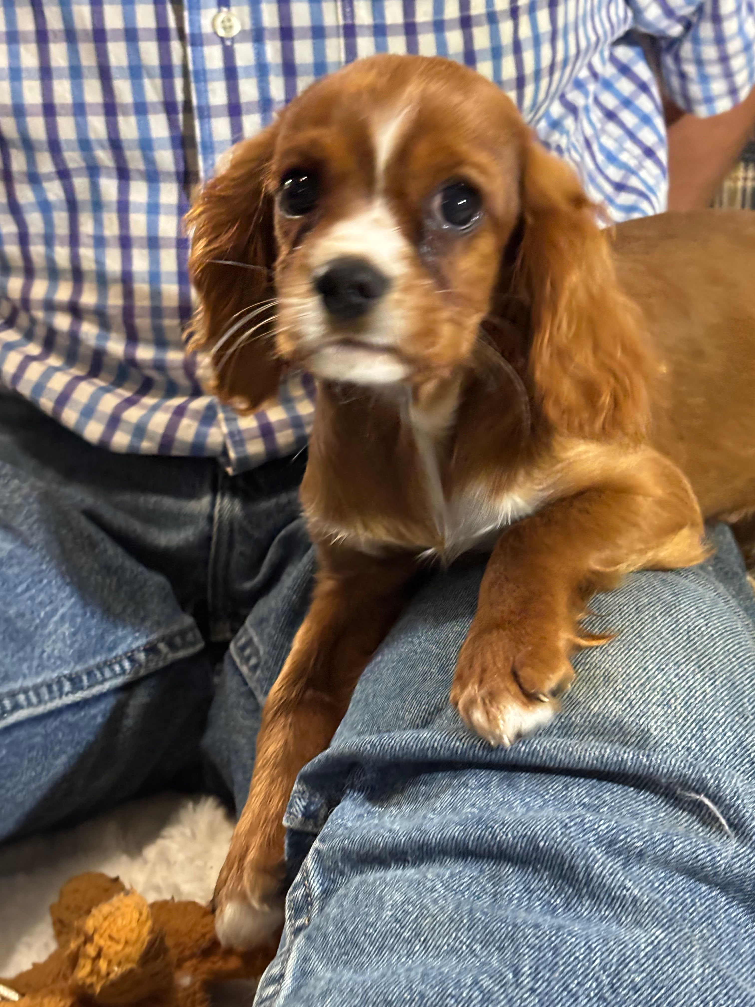 Lenzo – Cavalier King Charles Spaniel puppy for sale in Amherst, VA