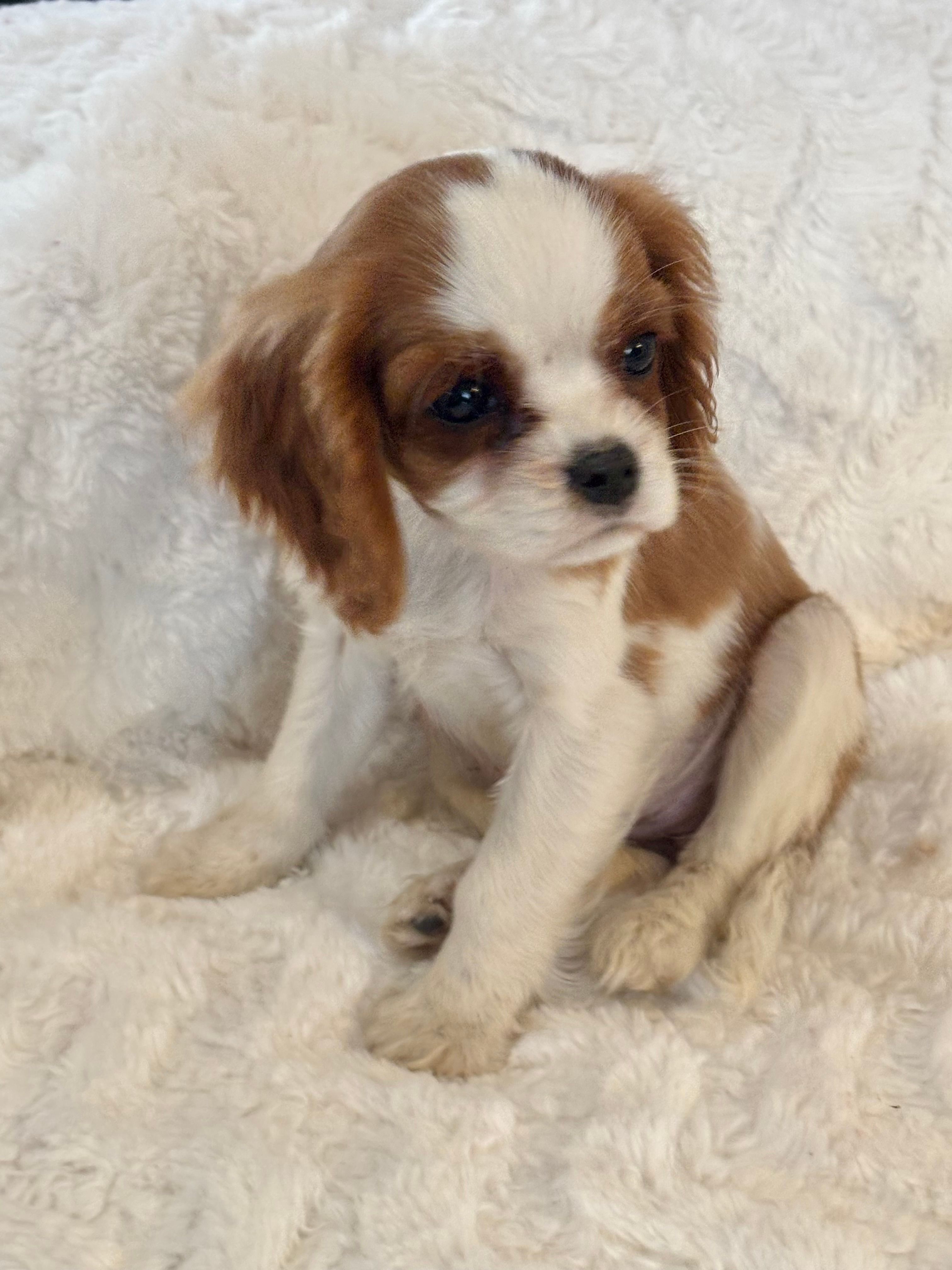 Bridget – Cavalier King Charles Spaniel puppy for sale in Amherst, VA