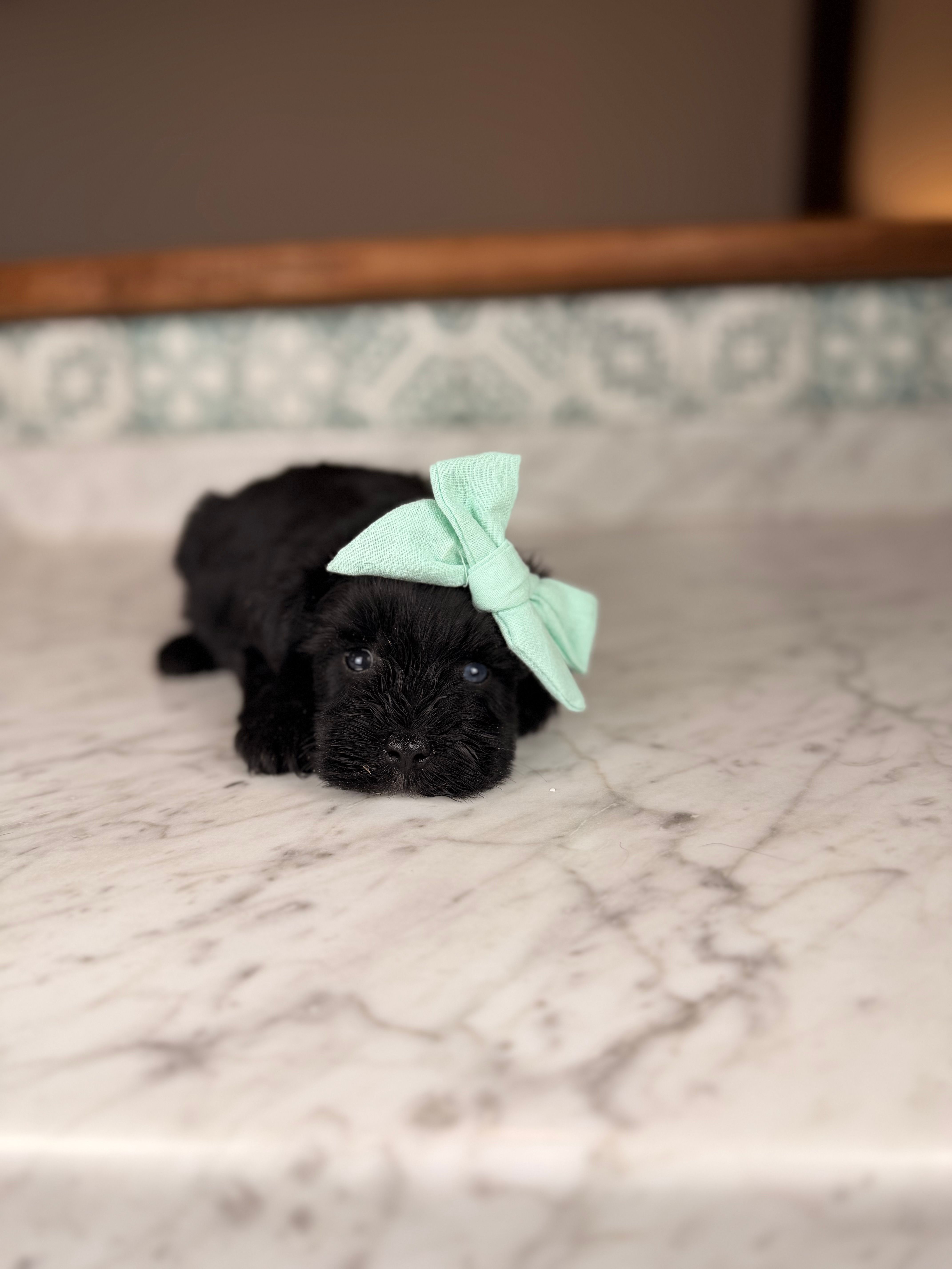 Capri BLUE EYE – Miniature Schnauzer puppy for sale in Gainesville, FL