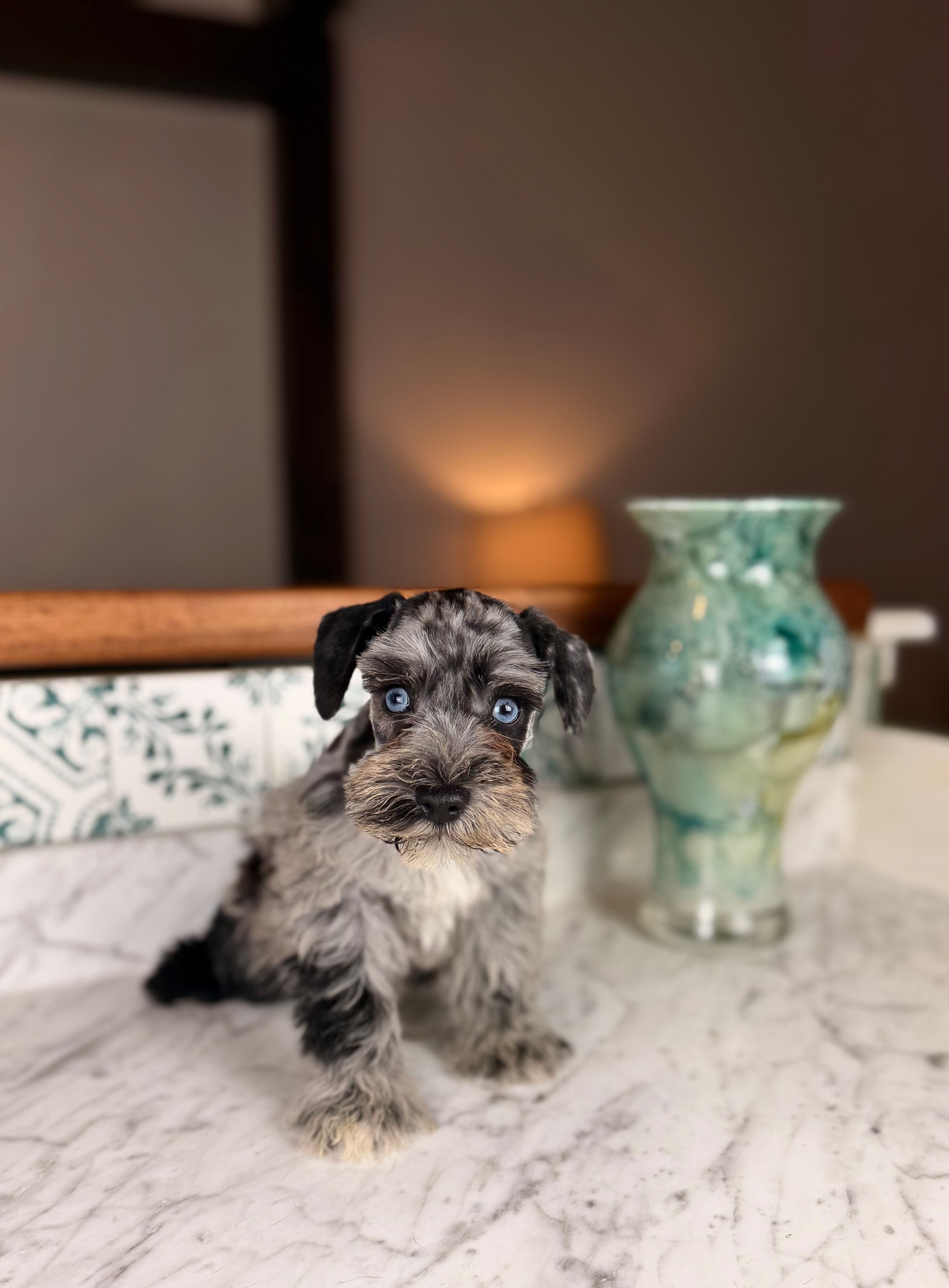  Syrah BLUE EYES – Miniature Schnauzer puppy for sale in Gainesville, FL