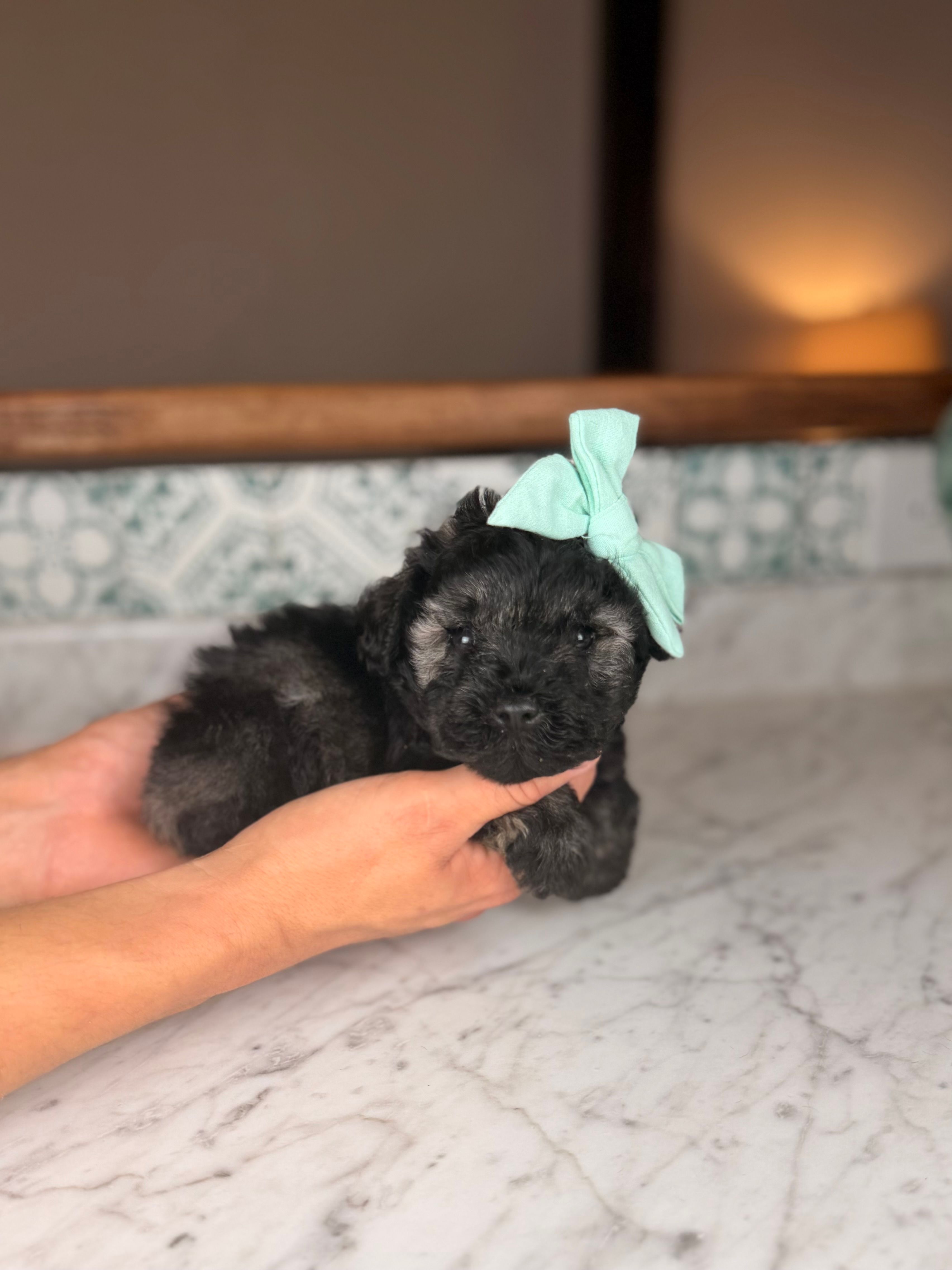 Isla – Miniature Schnauzer puppy for sale in Gainesville, FL
