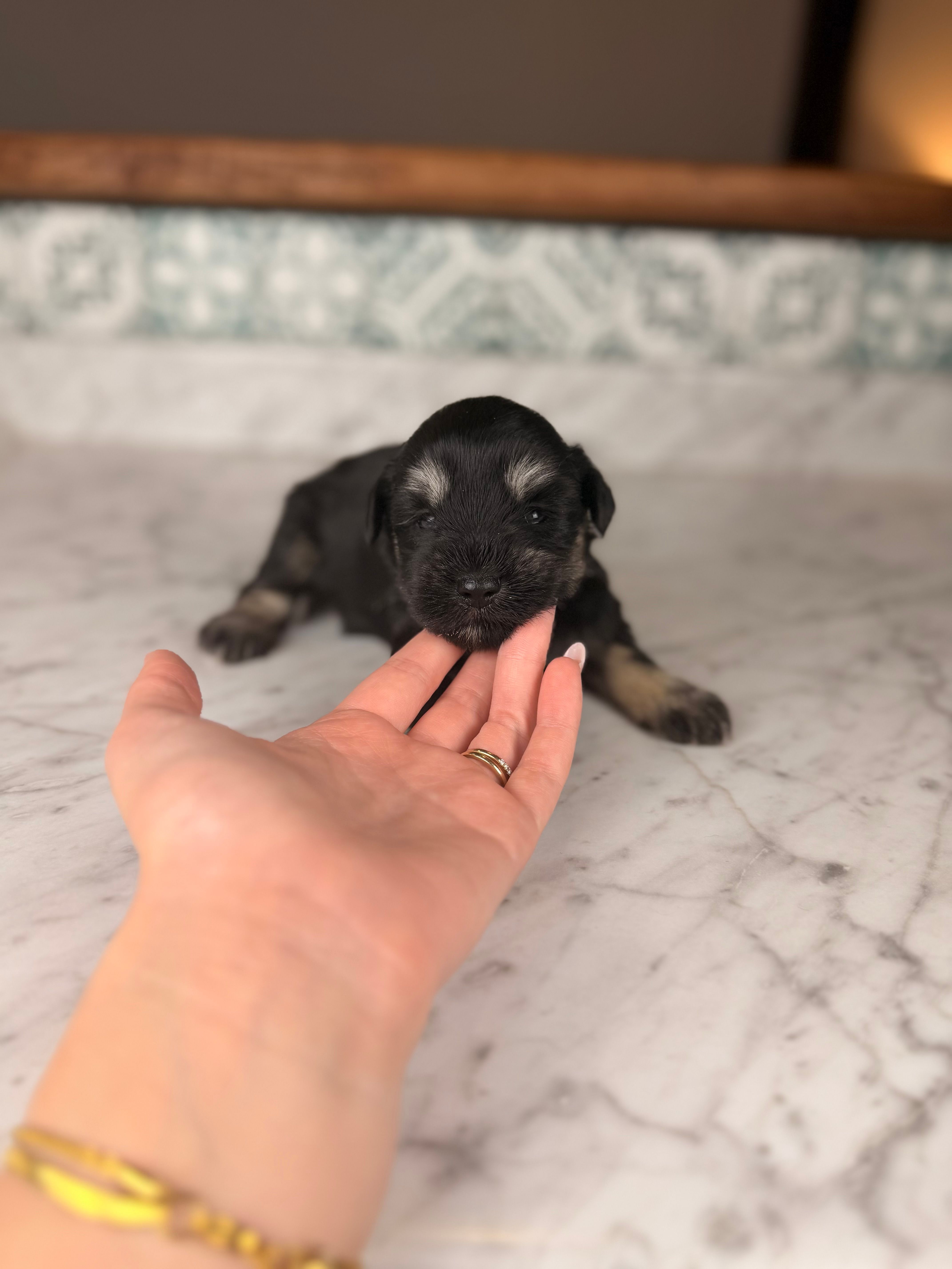 Treasure – Miniature Schnauzer puppy for sale in Gainesville, FL