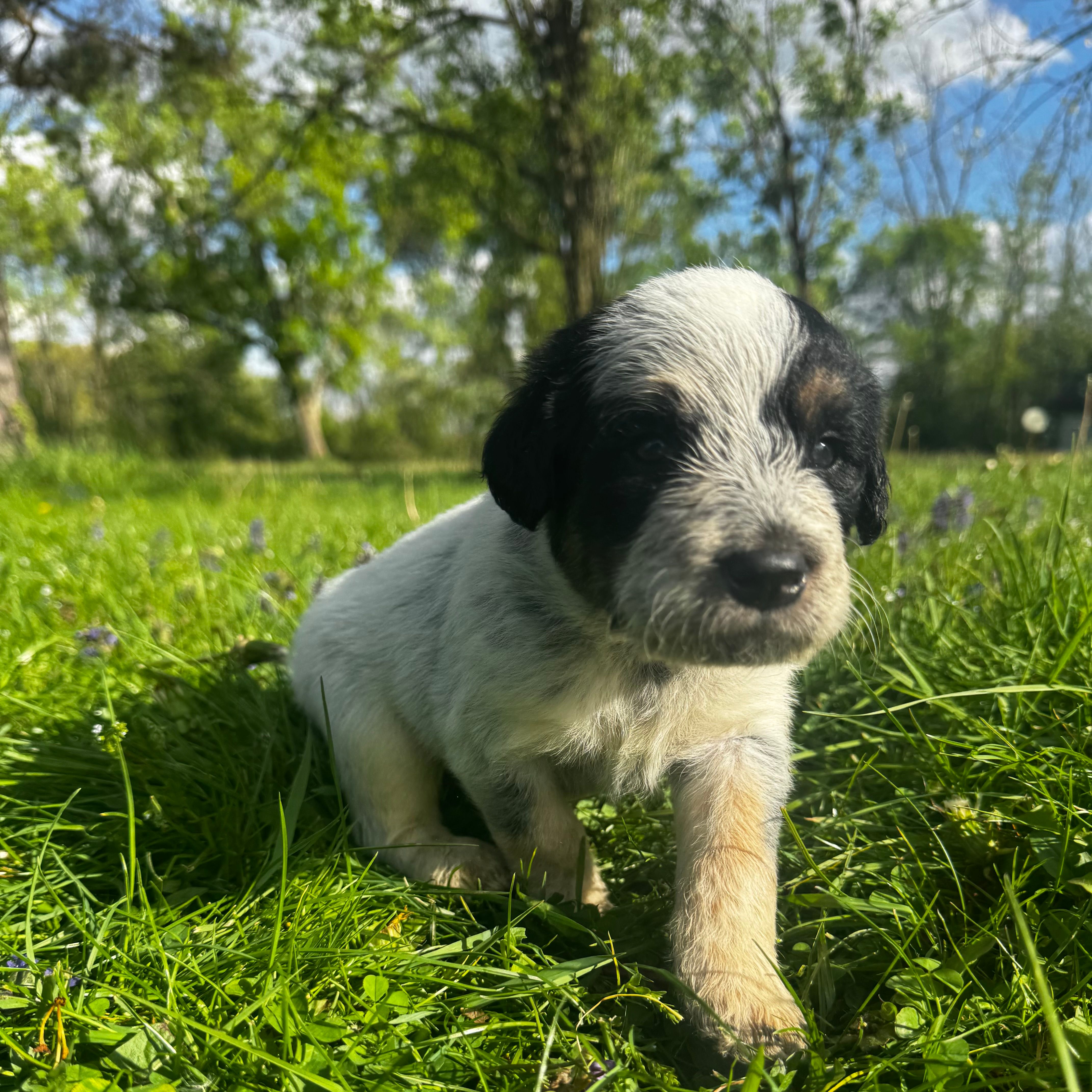 Red Boy – Australian Cattle Dog, Poodle - Standard  puppy for sale in North Jackson, OH