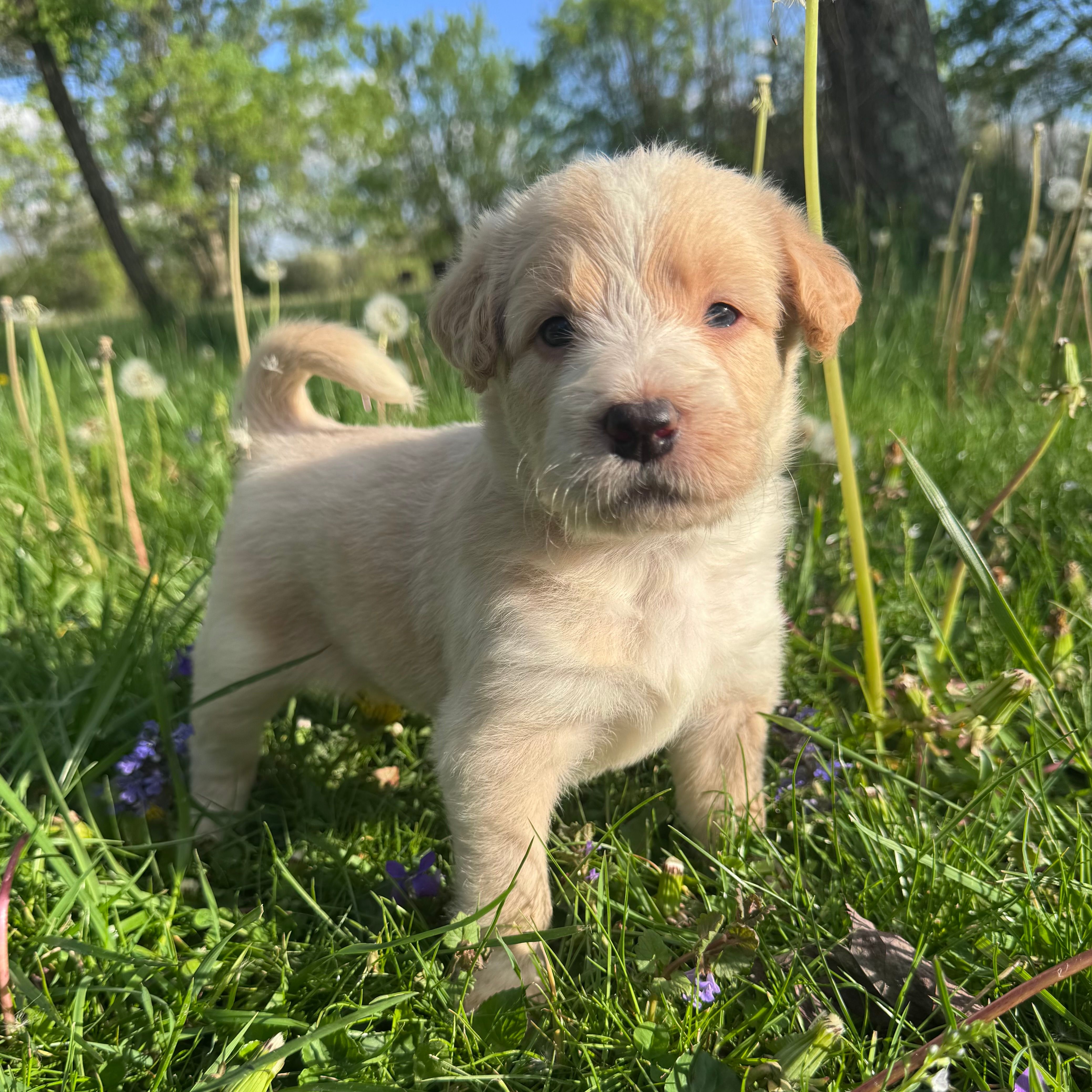 Orange Girl – Australian Cattle Dog, Poodle - Standard  puppy for sale in North Jackson, OH