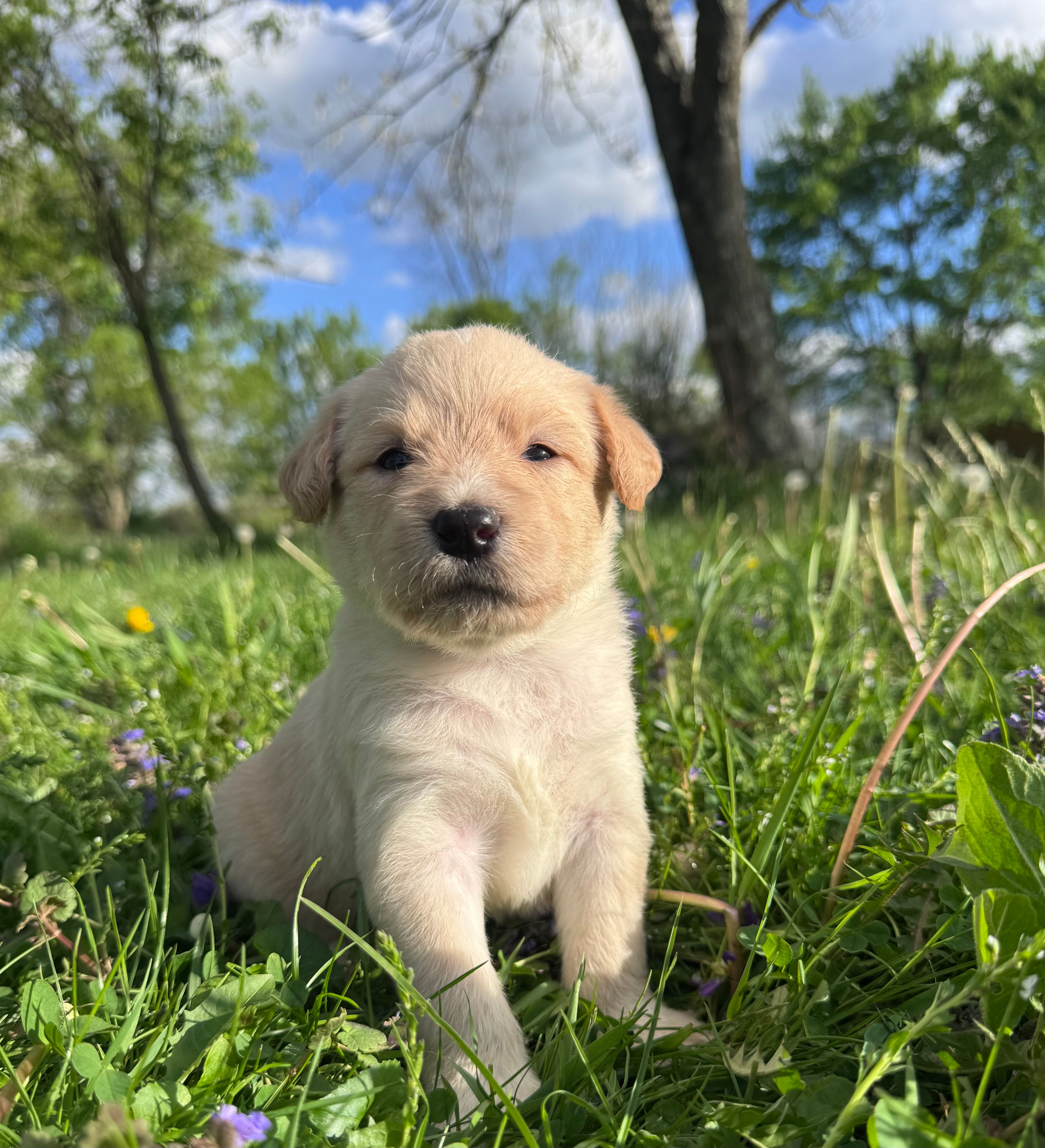 Yellow Girl  – Australian Cattle Dog, Poodle - Standard  puppy for sale in North Jackson, OH