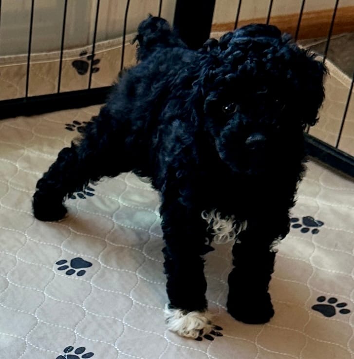 Milo – Poodle - Toy  puppy for sale in Mount Vernon, IL