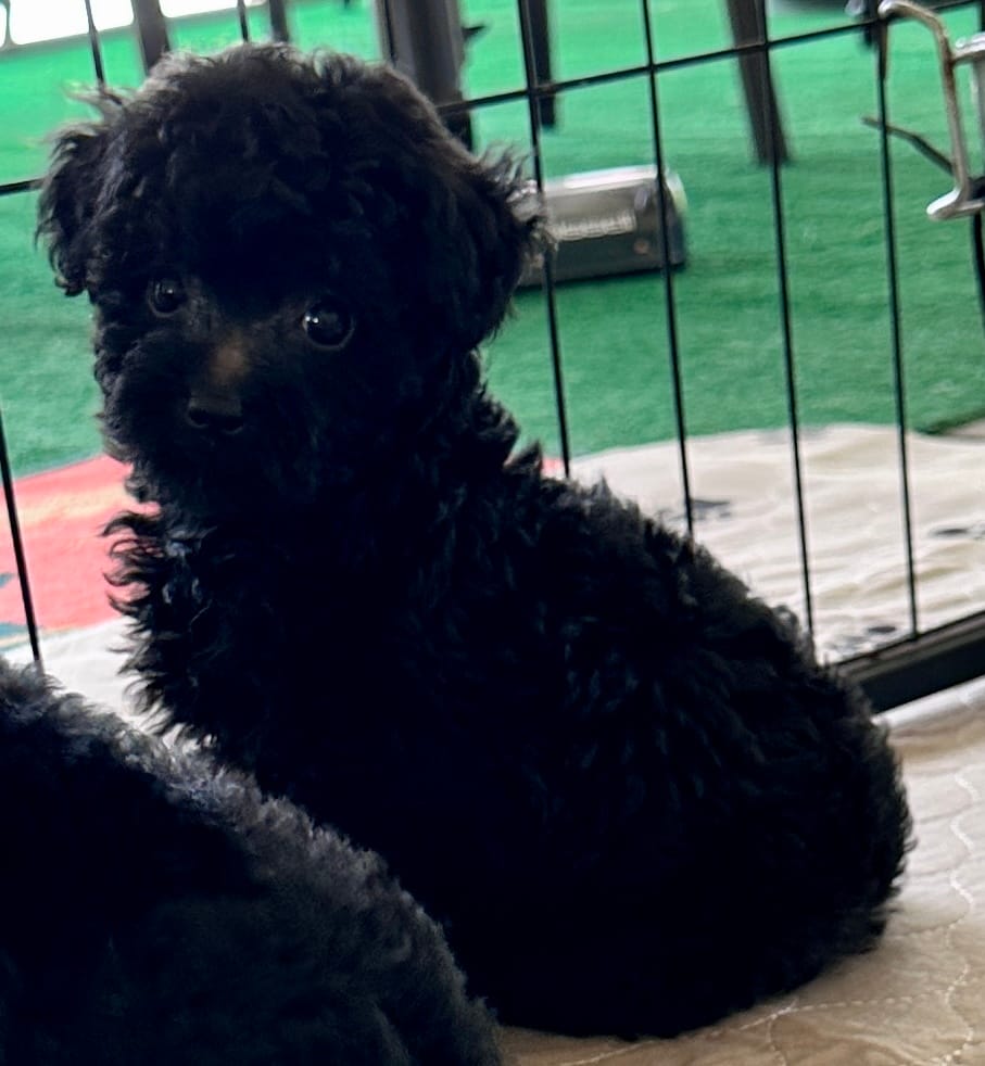 Rosie – Poodle - Toy  puppy for sale in Mount Vernon, IL
