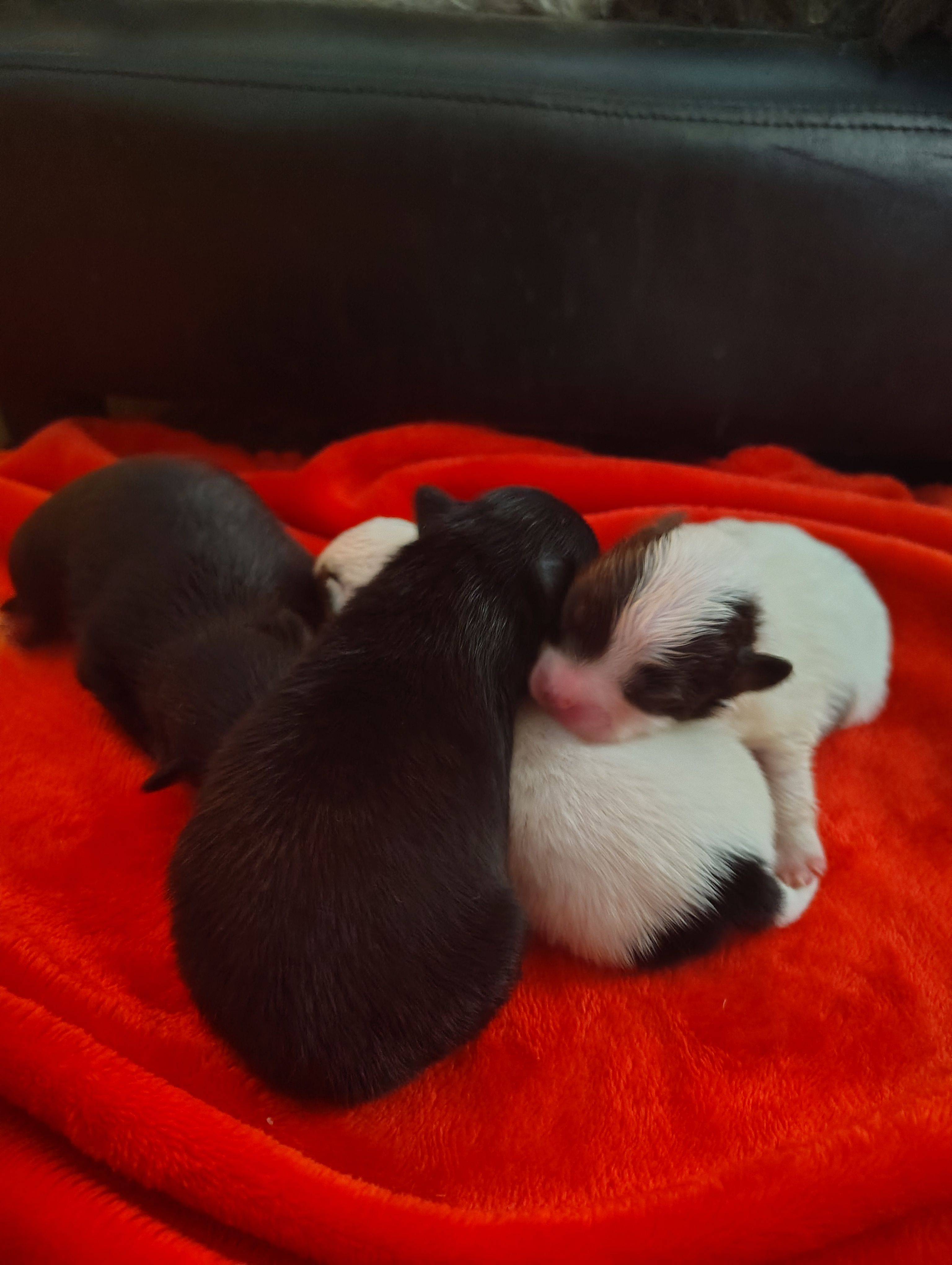 Mopsy – Pomeranian puppy for sale in Pottstown, PA