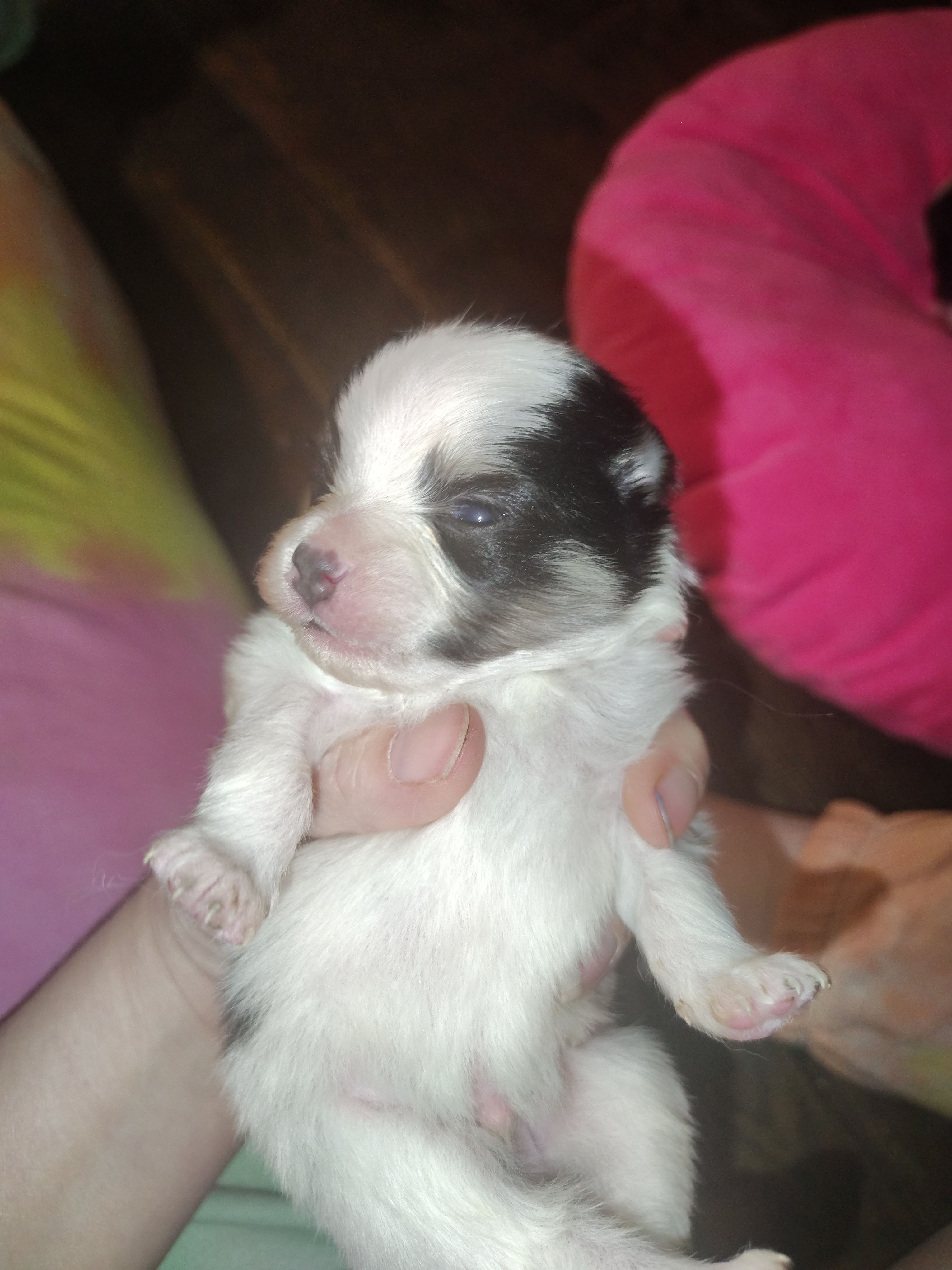 Danny – Pomeranian puppy for sale in Pottstown, PA