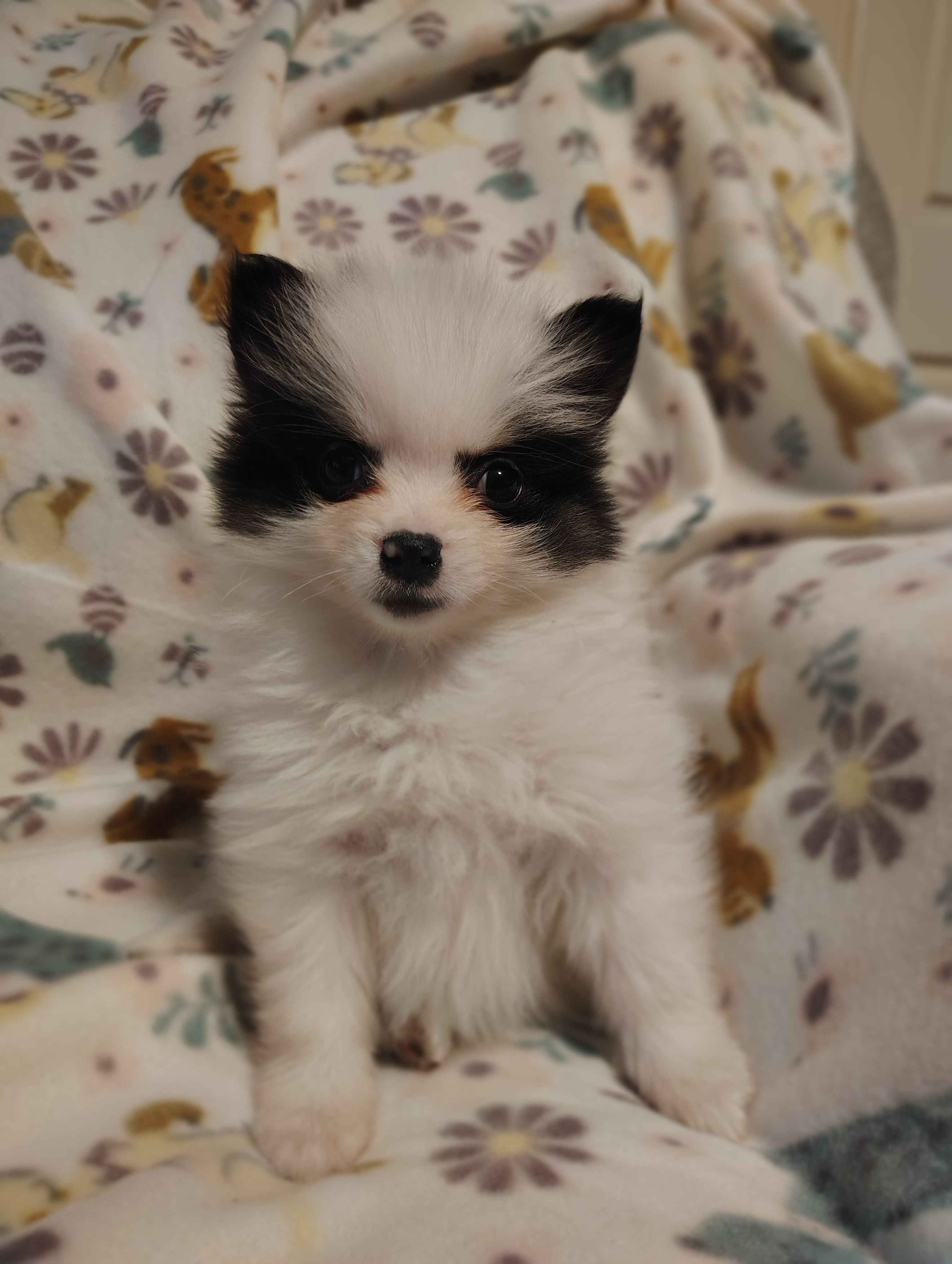 Potter – Pomeranian puppy for sale in Pottstown, PA