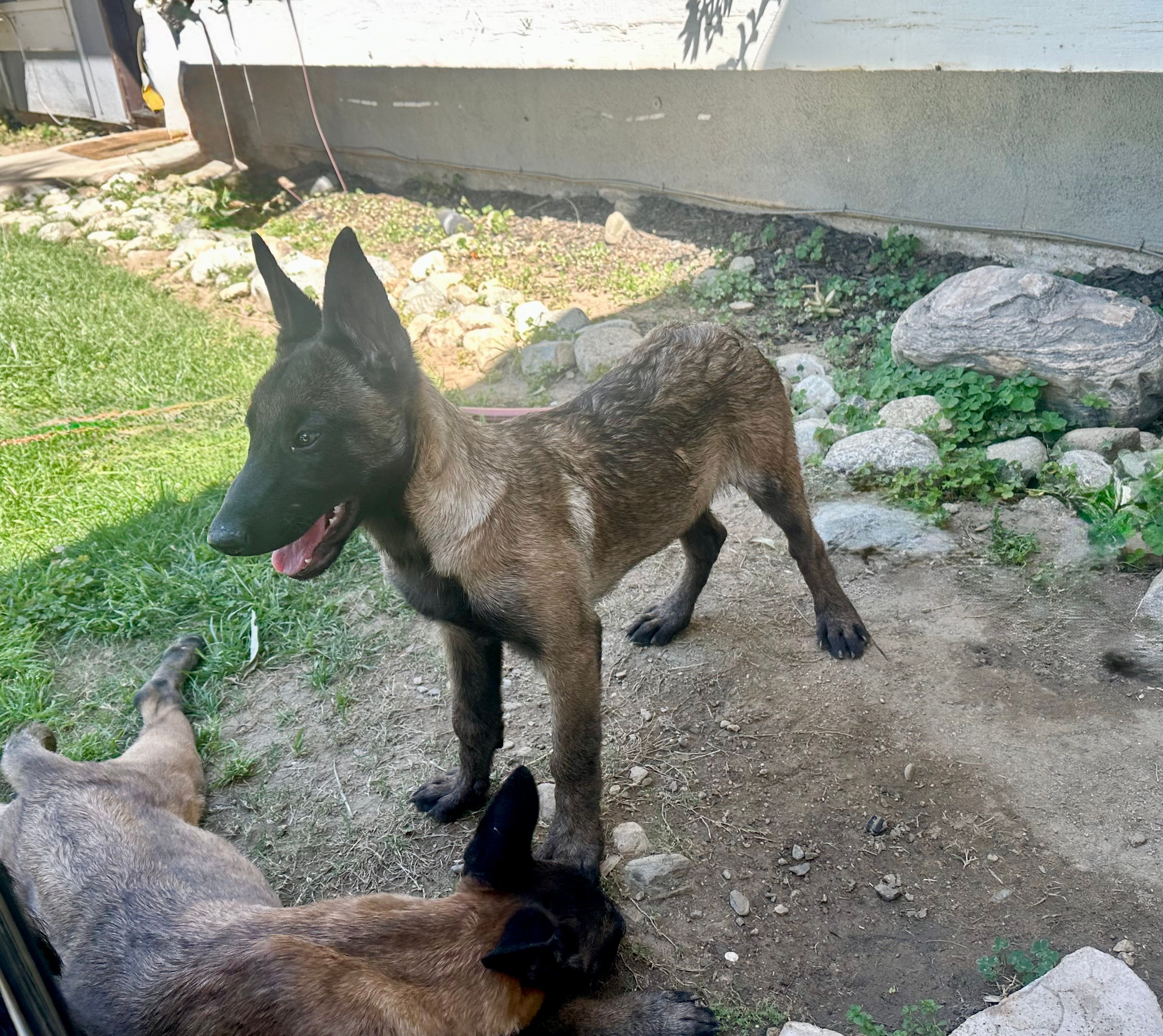Mahogany Female – Belgian Malinois puppy for sale in Rialto, CA