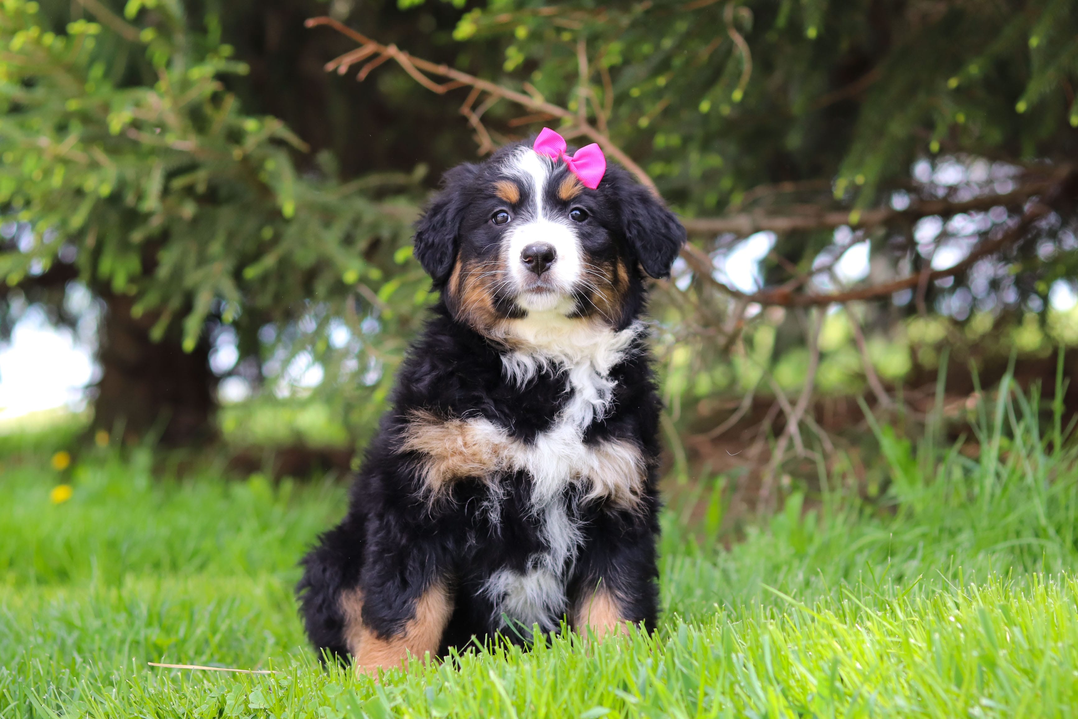 Amelia – Bernese Mountain Dog puppy for sale in Dundee, OH