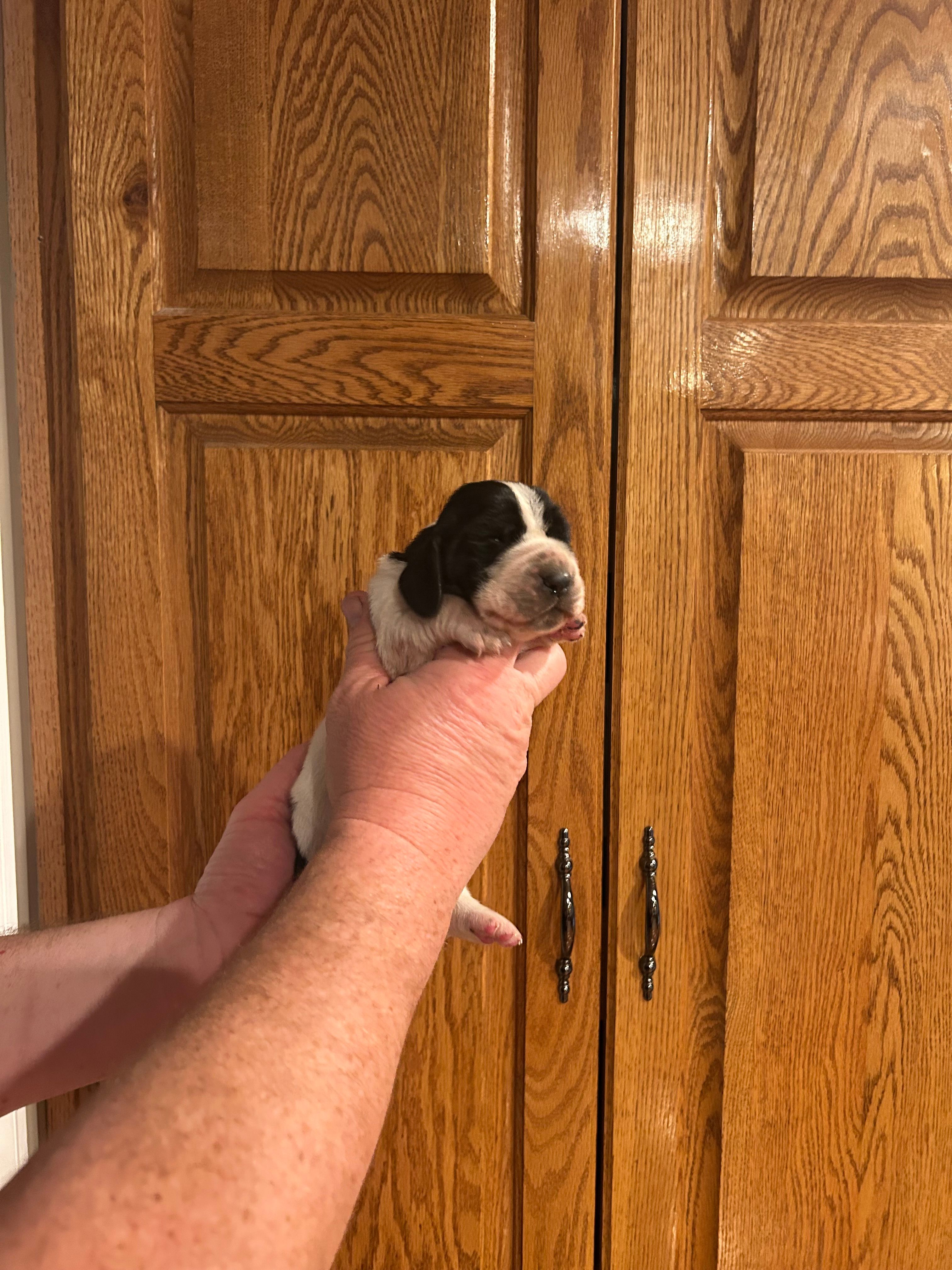 Navy Collar – Basset Hound puppy for sale in Summerville, GA