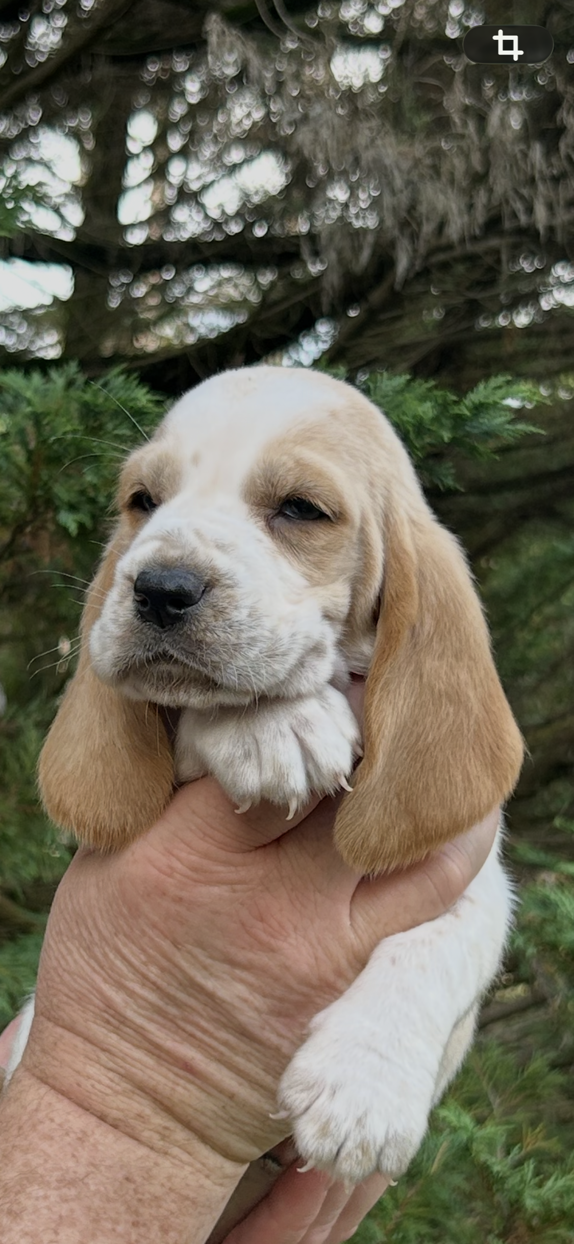 Bright Green collar – Basset Hound puppy for sale in Summerville, GA