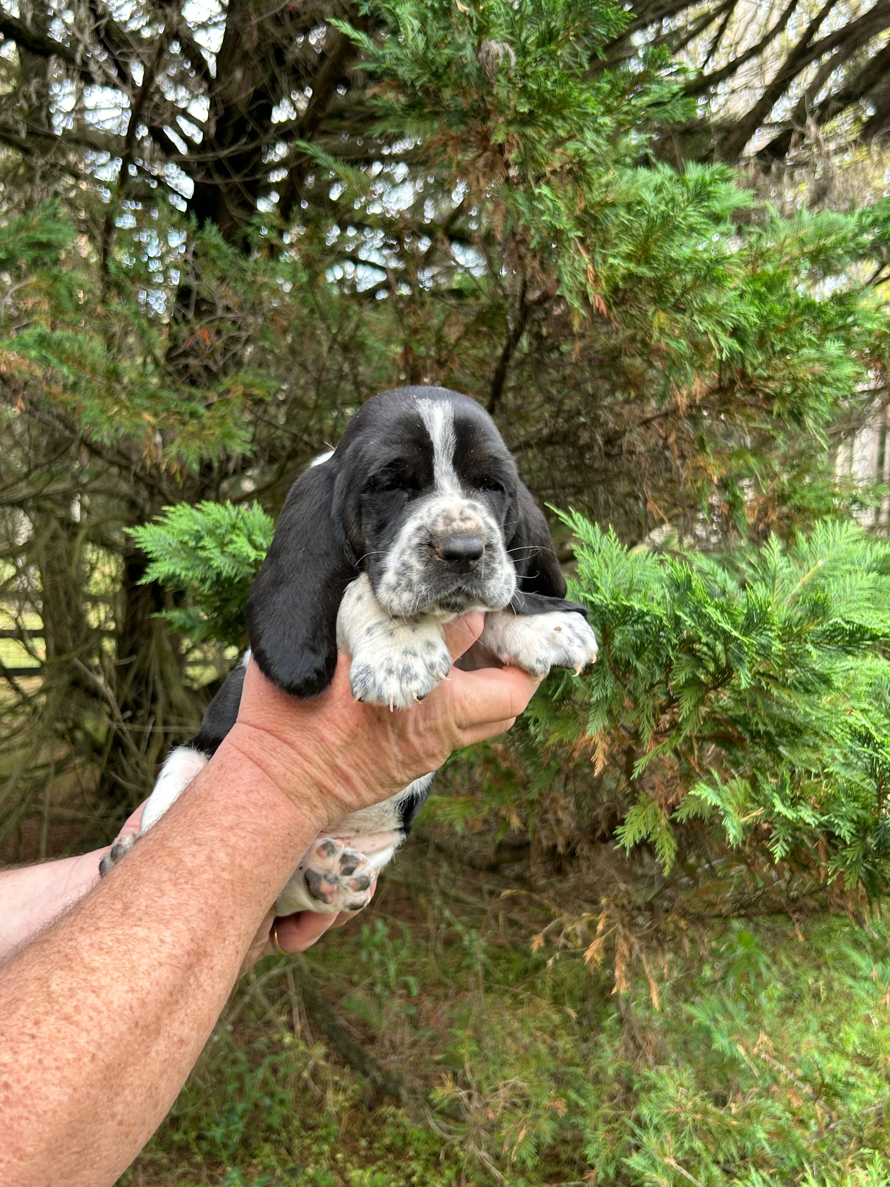 Black Collar – Basset Hound puppy for sale in Summerville, GA