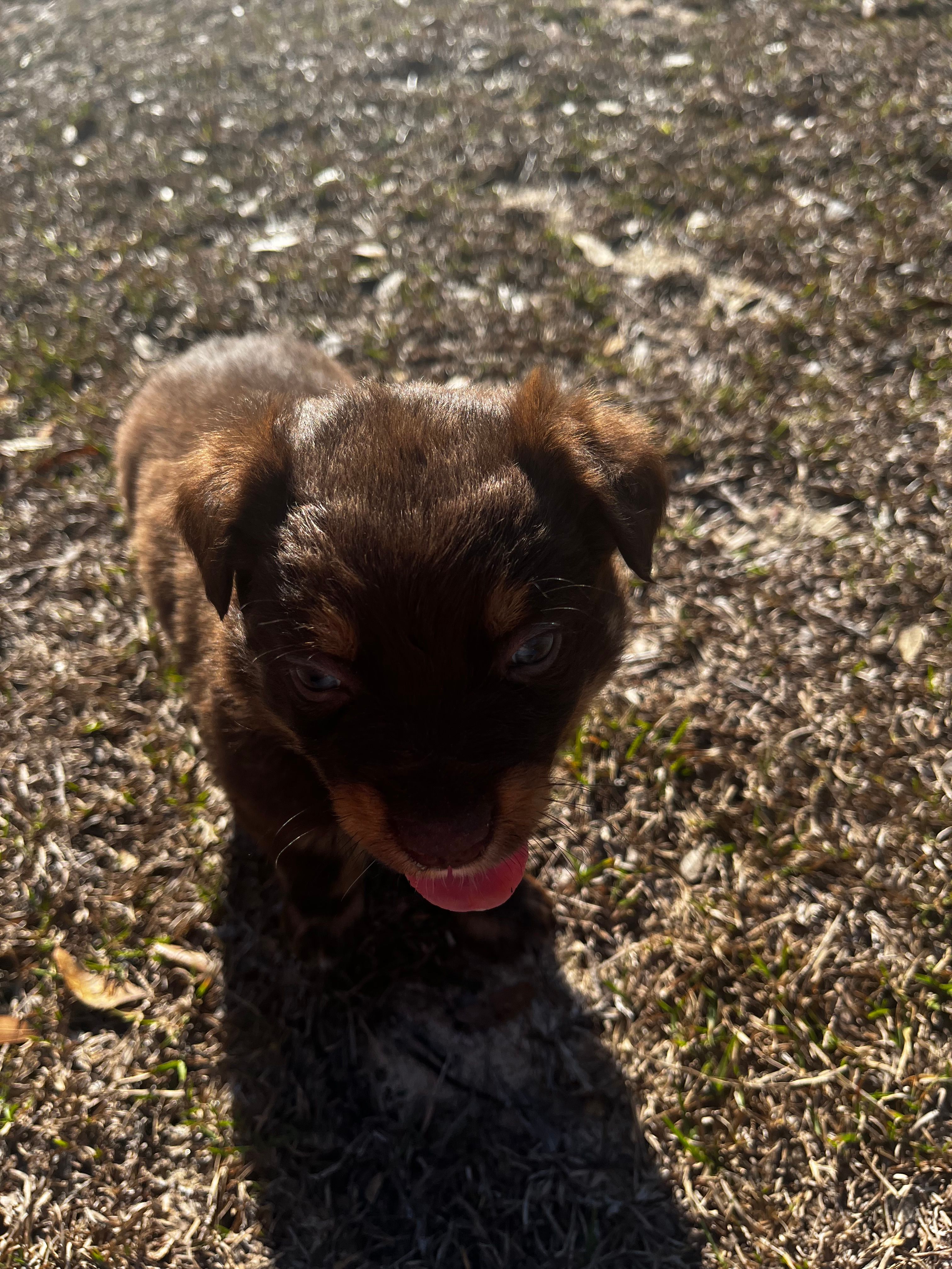 AKC RTM Patrick – Australian Shepherd puppy for sale in Marianna, FL