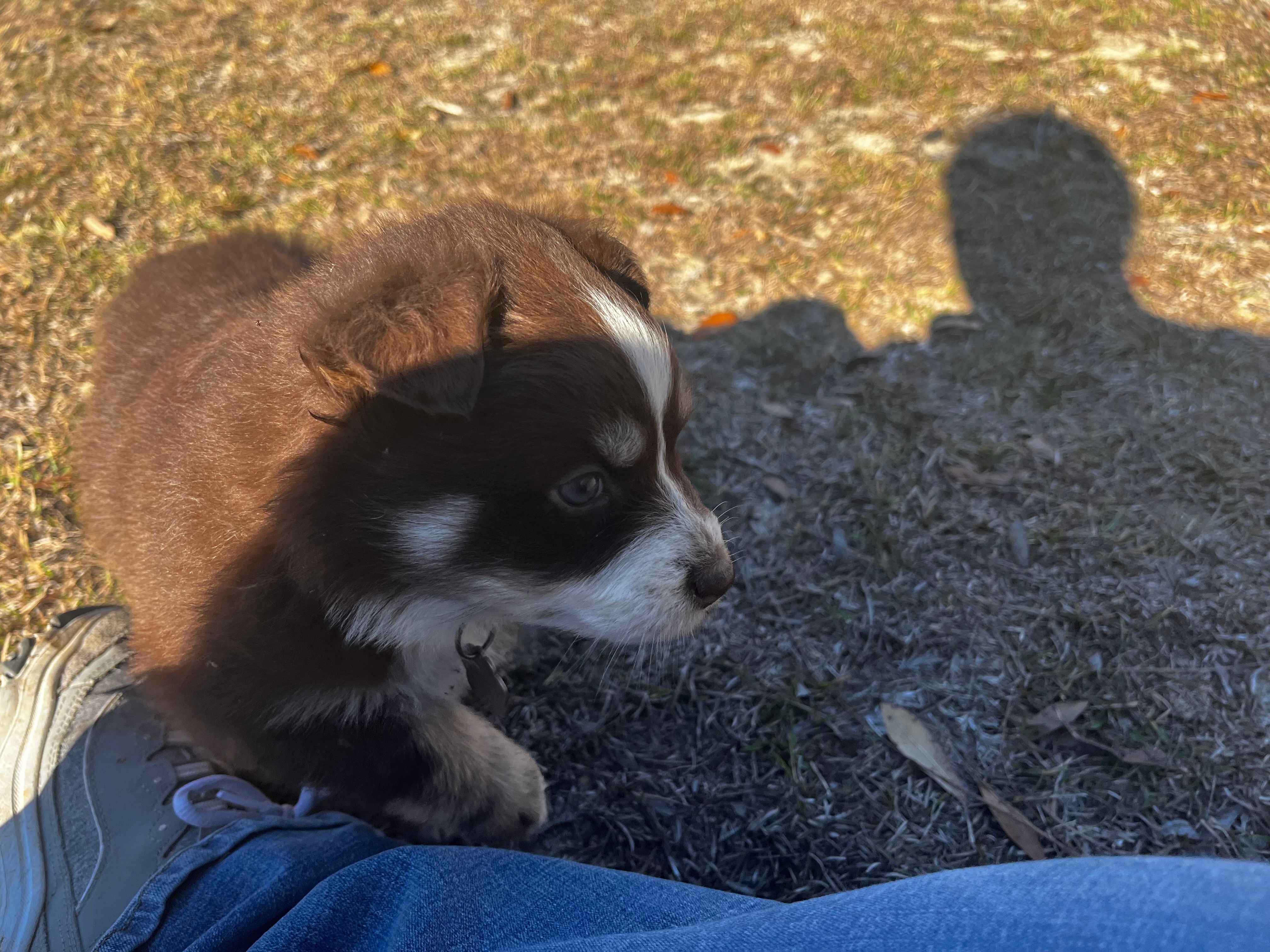 AKC RTF Bailey – Australian Shepherd puppy for sale in Marianna, FL